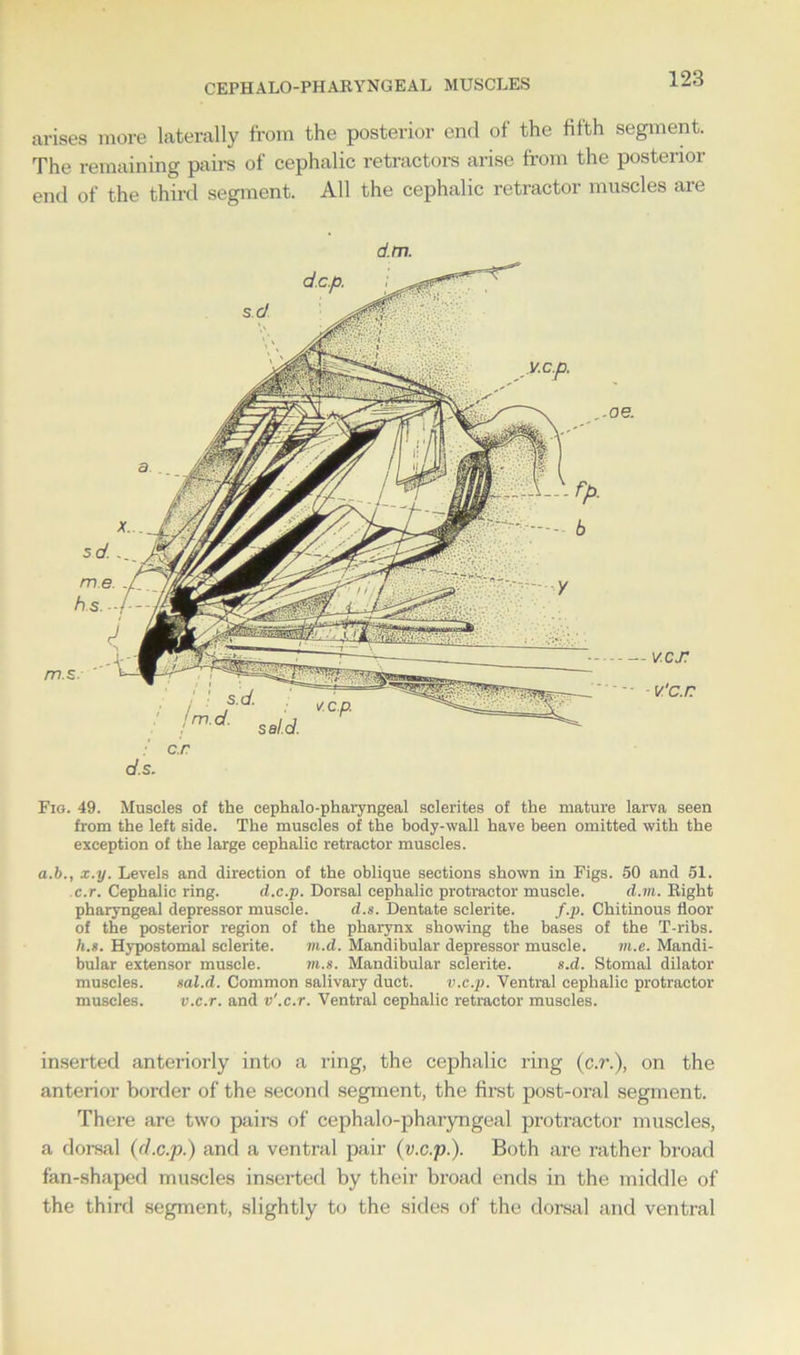 CEPHALO-PHARYNGEAL MUSCLES arises more laterally from the posterior end of the fifth segment. The remaining pairs of cephalic retractors arise from the posterior end of the third segment. All the cephalic retractor muscles are d.m. c.r d.s. m. - v.cx v'c. r Fig. 49. Muscles of the cephalo-pkaryngeal sclerites of the mature larva seen from the left side. The muscles of the body-wall have been omitted with the exception of the large cephalic retractor muscles. a.b., x.y. Levels and direction of the oblique sections shown in Figs. 50 and 51. c.r. Cephalic ring. d.c.p. Dorsal cephalic protractor muscle. d.m. Right pharyngeal depressor muscle. d.s. Dentate sclerite. f.p. Chitinous floor of the posterior region of the pharynx showing the bases of the T-ribs. h.s. Hypostomal sclerite. m.d. Mandibular depressor muscle. m.e. Mandi- bular extensor muscle. m.s. Mandibular sclerite. s.d. Stomal dilator muscles. sal.d. Common salivary duct. v.c.p. Ventral cephalic protractor muscles. v.e.r. and v'.c.r. Ventral cephalic retractor muscles. inserted anteriorly into a ring, the cephalic ring (c.r.), on the anterior border of the second segment, the first post-oral segment. There are two pairs of cephalo-pharyngeal protractor muscles, a dorsal (d.c.p.) and a ventral pair (v.c.p.). Both are rather broad fan-shaped muscles inserted by their broad ends in the middle of the third segment, slightly to the sides of the dorsal and ventral