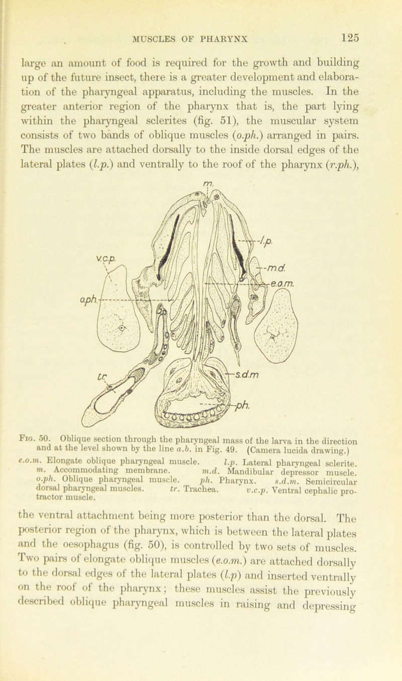 large an amount of food is required for the growth and building up of the future insect, there is a greater development and elabora- tion of the pharyngeal apparatus, including the muscles. In the greater anterior region of the pharynx that is, the part lying within the pharyngeal sclerites (fig. 51), the muscular system consists of two bands of oblique muscles (o.ph.) arranged in pairs. The muscles are attached dorsally to the inside dorsal edges of the lateral plates (l.p.) and ventrally to the roof of the pharynx (r.ph.), Fio. 50. Oblique section through the pharyngeal mass of the larva in the direction and at the level shown by the line a.b. in Fig. 49. (Camera lucida drawing.) e.o.m. Elongate oblique pharyngeal muscle. l.p. Lateral pharyngeal sclerite. m. Accommodating membrane. m.d. Mandibular depressor muscle o.ph. Oblique pharyngeal muscle. ph. Pharynx. s.d.m. Semicircular dorsal pharyngeal muscles. tr. Trachea. v.c.p. Ventral cephalic pro- tractor muscle. the ventral attachment being more posterior than the dorsal. The posterior region of the pharynx, which is between the lateral plates and the oesophagus (fig. 50), is controlled by two sets of muscles. Two pairs of elongate oblique muscles (e.o.m.) are attached dorsally to the dorsal edges of the lateral plates (l.p) and inserted ventrally on the roof of the pharynx; these muscles assist the previously described oblique pharyngeal muscles in raising and depressing