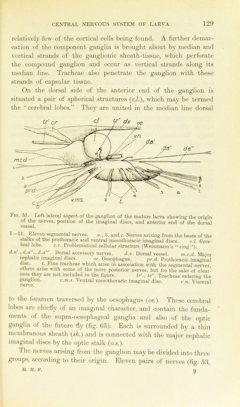 relatively few of the cortical cells being found. A further demar- cation of the component ganglia is brought about by median and vertical strands of the ganglionic sheath-tissue, which perforate the compound ganglion and occur as vertical strands along its median line. Tracheae also penetrate the ganglion with these strands of capsular tissue. On the dorsal side of the anterior end of the ganglion is situated a pair of spherical structures (ci.), which may be termed the “ cerebral lobes.” They are united in the median line dorsal Fig. 53. Left lateral aspect of the ganglion of the mature larva showing the origin of the nerves, position of the imaginal discs, and anterior end of the dorsal vessel. 1—11. Eleven segmental nerves. a., b. and c. Nerves arising from the bases of the stalks of the prothoracic and ventral mesothoracic imaginal discs. c.l. Cere- bral lobe. c.r. Problematical cellular structure (Weismann’s “ring”). d.a'., d.a., d.a'. Dorsal accessory nerves. d.v. Dorsal vessel. m.c.d. Major cephalic imaginal discs. oe. Oesophagus. pr.d. Prothoracic imaginal disc. t. Fine tracheae which arise in association with the segmental nerves, others arise with some of the more posterior nerves, but for the sake of clear- ness they are not included in the figure. tr'., tr. Tracheae entering the ganglion. v.m.s. Ventral mesothoracic imaginal disc. v.n Visceral nerve. to the foramen traversed by the oesophagus (oe.). These cerebral lobes are chiefly of an imaginal character, and contain the funda- ments of the supra-oesophageal ganglia and also of the optic ganglia of the future fly (fig. 65). Each is surrounded by a thin membranous sheath (sh.) and is connected with the major cephalic imaginal discs by the optic stalk (o.s.). The nerves arising from the ganglion may be divided into three groups, according to their origin. Eleven pairs of nerves (fig. 53, h. h.-f. q