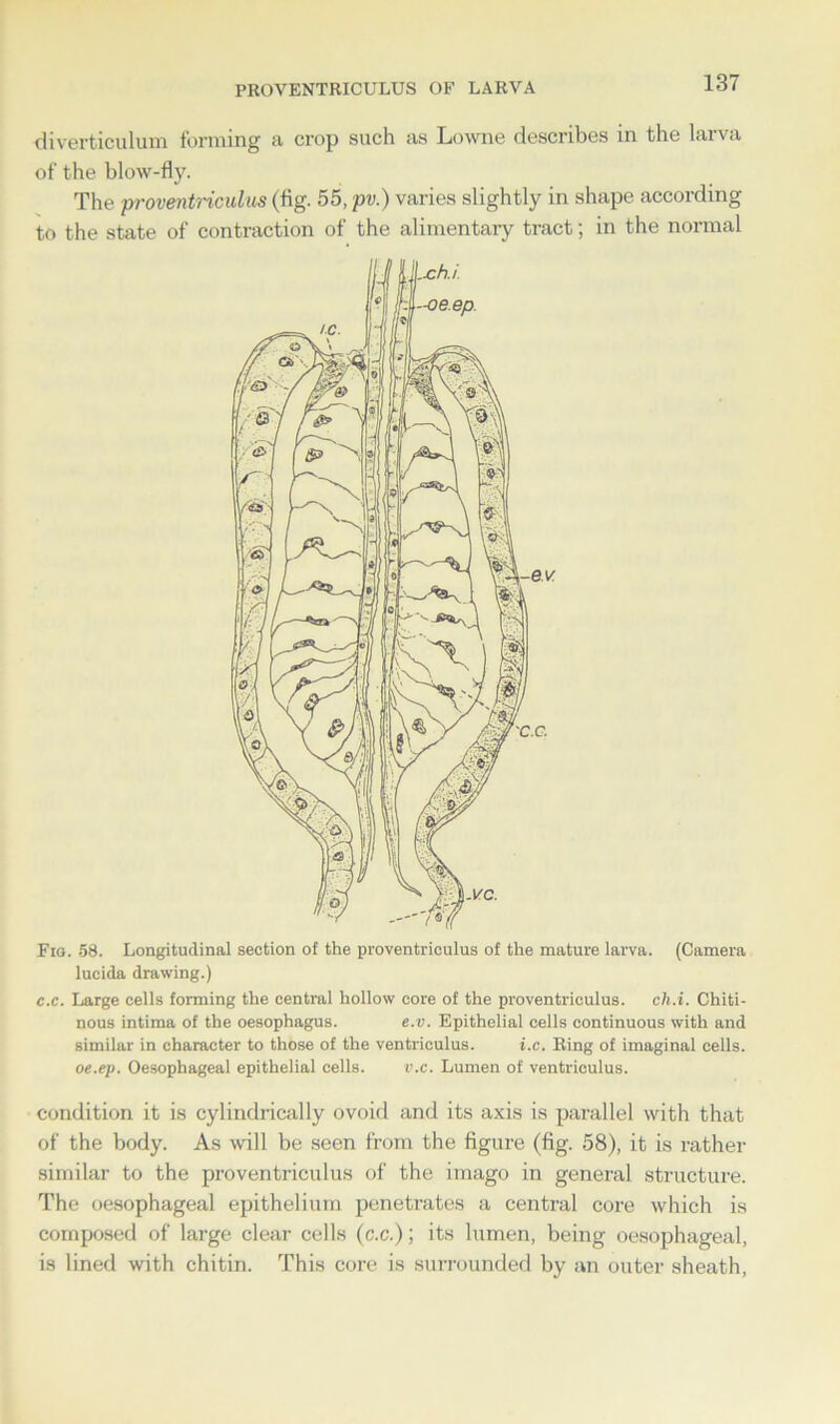 PROVENTRICULUS OF LARVA diverticulum forming a crop such as Lowne describes in the larva of the blow-fly. The proventriculus (fig. 55, pv.) varies slightly in shape according to the state of contraction of the alimentary tract; in the normal Fio. 58. Longitudinal section of the proventriculus of the mature larva. (Camera lucida drawing.) c.c. Large cells forming the central hollow core of the proventriculus. ch.i. Chiti- nous intima of the oesophagus. e.v. Epithelial cells continuous with and similar in character to those of the ventriculus. i.c. Ring of imaginal cells. oe.ep. Oesophageal epithelial cells. v.c. Lumen of ventriculus. condition it is cylindrically ovoid and its axis is parallel with that of the body. As will be seen from the figure (fig. 58), it is rather similar to the proventriculus of the imago in general structure. The oesophageal epithelium penetrates a central core which is composed of large clear cells (c.c.); its lumen, being oesophageal, is lined with chitin. This core is surrounded by an outer sheath,