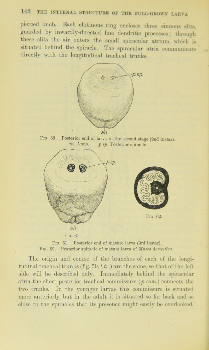 pierced knob, fetich chitinous ring encloses three sinuous slit'-, guarded by inwardly-directed fine dendritic processes; through these slits the air enters the small spiracular atrium, which is situated behind the spiracle. The spiracular atria communicate directly with the longitudinal tracheal trunks. Fig. 60. Posterior end of larva in the second stage (2nd instar). an. Anus. p.sp. Posterior spiracle. Fig. 62. ah. Fig. 61. Fig. 61. Posterior end of mature larva (3rd instar). Fig. 62. Posterior spiracle of mature larva of Musca dome*tica. The origin and course of the branches of each of the longi- tudinal tracheal trunks (fig. 59, l.tr.) are the same, so that of the left side will be described only. Immediately behind the spiracular atria the short posterior tracheal commissure (p.com.) connects the two trunks. In the younger larvae this commissure is situated more anteriorly, but in the adult it is situated so far back and so close to the spiracles that its presence might easily be overlooked.