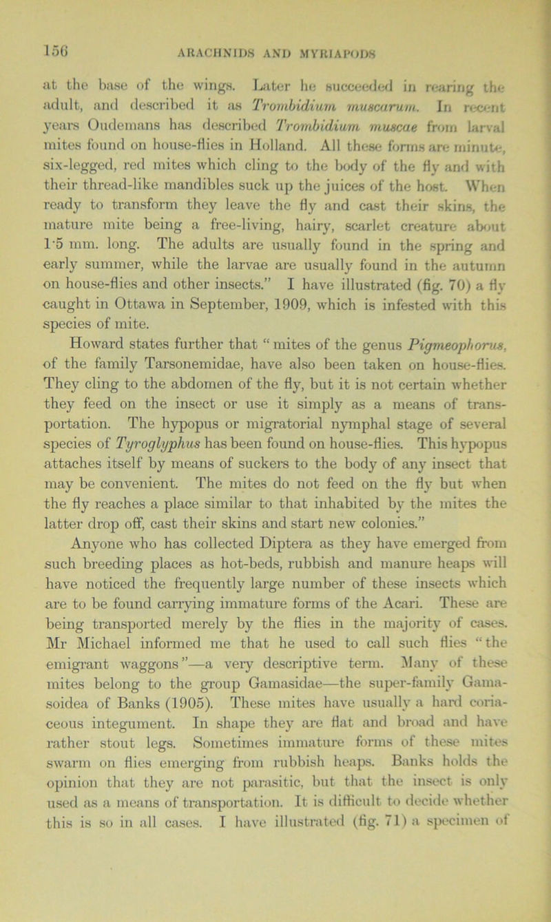 15G at the base of the wings. Later he succeeded in rearing the adult, and described it as Troinbidium muscarurn. In recent years Oudemans has described Trombidium mwtcae from larval mites found on house-flies in Holland. All these forms are minute, six-legged, red mites which cling to the body of the Hy and with their thread-like mandibles suck up the juices of the host. When ready to transform they leave the fly and cast their skins, the mature mite being a free-living, hairy, scarlet creature about 1 '5 mm. long. The adults are usually found in the spring and early summer, while the larvae are usually found in the autumn on house-flies and other insects.” I have illustrated (fig. 70) a flv caught in Ottawa in September, 1909, which is infested with this species of mite. Howard states further that “ mites of the genus Pigvieophorus, of the family Tarsonemidae, have also been taken on house-flies. They cling to the abdomen of the fly, but it is not certain whether they feed on the insect or use it simply as a means of trans- portation. The hypopus or migratorial nymphal stage of several species of Tyroglyphus has been found on house-flies. This hypopus attaches itself by means of suckers to the body of any insect that may be convenient. The mites do not feed on the fly but when the fly reaches a place similar to that inhabited by the mites the latter drop off, cast their skins and start new colonies.” Anyone who has collected Diptera as they have emerged from such breeding places as hot-beds, rubbish and manure heaps will have noticed the frequently large number of these insects which are to be found carrying immature forms of the Acari. These are being transported merely by the flies in the majority of cases. Mr Michael informed me that he used to call such flies “the emigrant waggons”—a very descriptive term. Many of these mites belong to the group Gamasidae—the super-family Gama- soidea of Banks (1905). These mites have usually a hard coria- ceous integument. In shape they are flat and broad and have rather stout legs. Sometimes immature forms of these mites swarm on flies emerging from rubbish heaps. Banks holds the opinion that they are not parasitic, but that the insect is only used as a means of transportation. It is difficult to decide whether this is so in all cases. I have illustrated (fig. 71) a specimen of