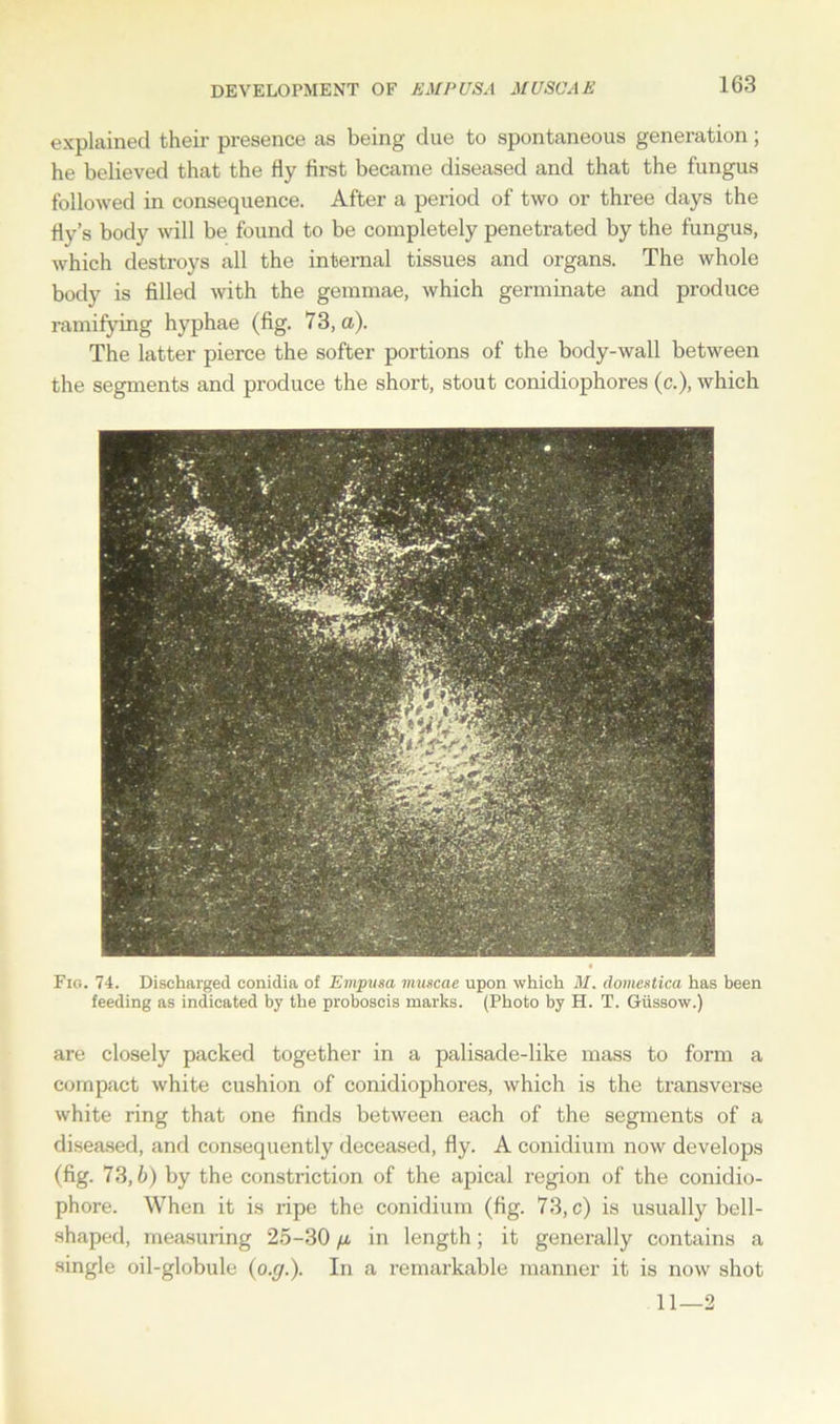 DEVELOPMENT OF EM P USA MU SOAK explained their presence as being due to spontaneous generation; he believed that the Hy first became diseased and that the fungus followed in consequence. After a period of two or three days the fly’s body will be found to be completely penetrated by the fungus, which destroys all the internal tissues and organs. The whole body is filled with the gemmae, which germinate and produce ramifying hyphae (fig. 73, a). The latter pierce the softer portions of the body-wall between the segments and produce the short, stout conidiophores (c.), which Fig. 74. Discharged conidia of Empusa muscae upon which M. domestica has been feeding as indicated by the proboscis marks. (Photo by H. T. Giissow.) are closely packed together in a palisade-like mass to form a compact white cushion of conidiophores, which is the transverse white ring that one finds between each of the segments of a diseased, and consequently deceased, fly. A conidium now develops (fig. 73,6) by the constriction of the apical region of the conidio- phore. When it is ripe the conidium (fig. 73, c) is usually bell- shaped, measuring 25-30 /a in length; it generally contains a single oil-globule (o.g.). In a remarkable manner it is now shot 11—2