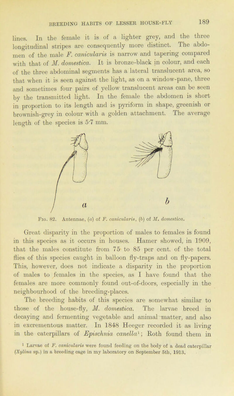 lines. In the female it is of a lighter grey, and the three longitudinal stripes are consequently more distinct. The abdo- men of the male F. canicularis is narrow and tapering compared with that of M. domestica. It is bronze-black in colour, and each of the three abdominal segments has a lateral translucent area, so that when it is seen against the light, as on a window-pane, three and sometimes four pairs of yellow translucent areas can be seen by the transmitted light. In the female the abdomen is short in proportion to its length and is pyriform in shape, greenish or brownish-grey in colour with a golden attachment. The average length of the species is 5'7 mm. Fig. 82. Antennae, (a) of F. canicularis, (6) of M. domestica. Great disparity in the proportion of males to females is found in this species as it occurs in houses. Hamer showed, in 1909, that the males constitute from 75 to 85 per cent, of the total flies of this species caught in balloon fly-traps and on fly-papers. This, however, does not indicate a disparity in the proportion of males to females in the species, as I have found that the females are more commonly found out-of-doors, especially in the neighbourhood of the breeding-places. The breeding habits of this species are somewhat similar to those of the house-fly, M. domestica. The larvae breed in decaying and fermenting vegetable and animal matter, and also in excrementous matter. In 1848 Heeger recorded it as living in the caterpillars of Epischnia canella1; Roth found them in 1 Larvae of F. canicularis were found feeding on the body of a dead caterpillar (Xylina sp.) in a breeding cage in my laboratory on September 5th, 1913.