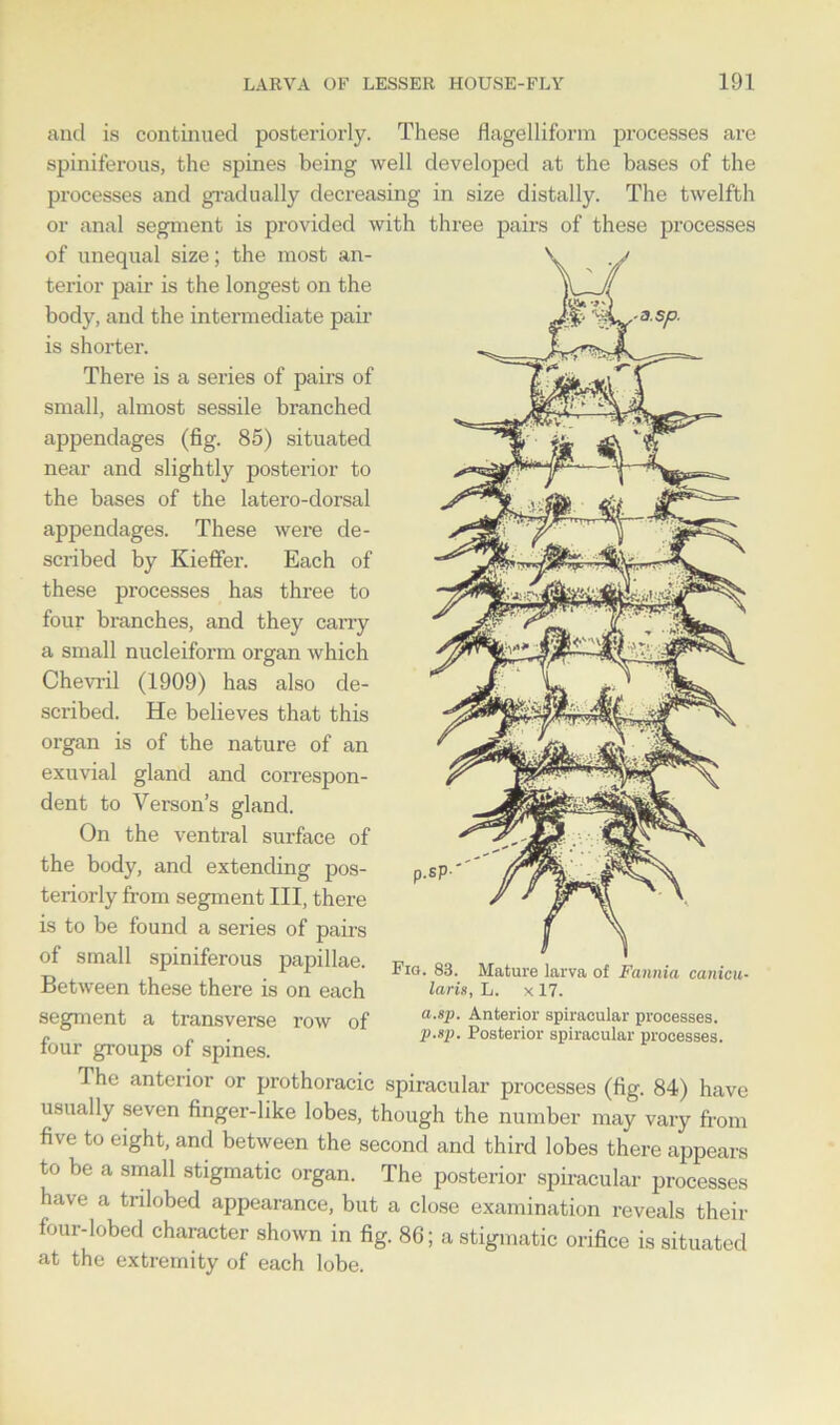 and is continued posteriorly. These nagelliform processes are spiniferous, the spines being well developed at the bases of the processes and gradually decreasing in size distally. The twelfth or anal segment is provided with three pairs of these processes of unequal size; the most an- terior paii- is the longest on the body, and the intermediate pair is shorter. There is a series of pairs of small, almost sessile branched appendages (fig. 85) situated near and slightly posterior to the bases of the latero-dorsal appendages. These were de- scribed by Kieffer. Each of these processes has three to four branches, and they carry a small nucleiform organ which Chevril (1909) has also de- scribed. He believes that this organ is of the nature of an exuvial gland and correspon- dent to Yerson’s gland. On the ventral surface of the body, and extending pos- teriorly from segment III, there is to be found a series of pairs of small spiniferous papillae. Between these there is on each segment a transverse row of four groups of spines. Fio. 83. Mature larva of Fannia canicu• laris, L. x 17. a.sp. Anterior spiracular processes. p.sp. Posterior spiracular processes. The anterior or prothoracic spiracular processes (fig. 84) have usually seven finger-like lobes, though the number may vary from five to eight, and between the second and third lobes there appears to be a small stigmatic organ. The posterior spiracular processes have a trdobed appearance, but a close examination reveals their four-lobed character shown in fig. 86; a stigmatic orifice is situated at the extremity of each lobe.