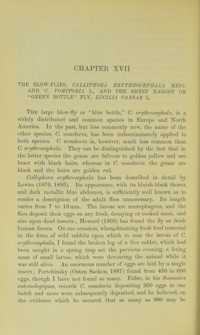 THE BLOW-FLIES, OALLIPHORA ERYTHROCEPHALA MEIG. AND C. VOMITORIA L., AND THE SHEEP MAGGOT OK “GREEN BOTTLE” FLY, LUC I LI A CA ESA It L. The large blow-fly or “blue bottle,” C. erythrocephala, is a widely distributed and common species in Europe and North America. In the past, but less commonly now, the name of the other species, C. vomitoria, has been indiscriminately applied to both species. C. vomitoria is, however, much less common than C. erythrocephala. They can be distinguished by the fact that in the latter species the genae are fulvous to golden yellow and are beset with black hairs, whereas in C. vomitoria the genae are black and the hairs are golden red. Calliphora erythrocephala has been described in detail by Lowne (1870, 1895). Its appearance, with its bluish-black thorax and dark metallic blue abdomen, is sufficiently well known as to render a description of the adult flies unnecessary. Its length varies from 7 to 13 mm. The larvae are necrophagous, and the flies deposit their eggs on any fresh, decaying or cooked meat, and also upon dead insects; Howard (1909) has found the fly on fresh human faeces. On one occasion, when4obtaining fresh food material in the form of wild rabbits upon which to rear the larvae of C. erythrocephala, I found the broken leg of a live rabbit, which had been caught in a spring trap set the previous evening, a living mass of small larvae, which were devouring the animal while it was still alive. An enormous number of eggs are laid by a single insect; Portchinsky (Osten Sacken, 1887) found from 450 to 600 eggs, though I have not found so many. Fabre, in his Souvenirs entomologiques, records C. vomitoria depositing 300 eggs in one batch and more were subsequently deposited, and he believed, on the evidence which he secured, that as many as 900 may be