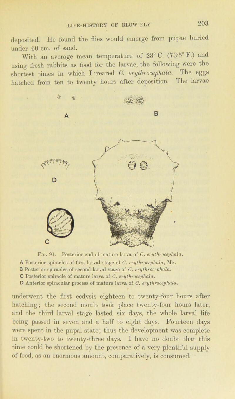 LIFE-HISTORY OF BLOW-FLY deposited. He found the flies would emerge from pupae buried under 60 cm. of sand. With an average mean temperature of 23° C. (735° F.) and using fresh rabbits as food for the larvae, the following were the shortest times in which I • reared C. erythrocephala. The eggs hatched from ten to twenty hours after deposition. The larvae A B Fig. 91. Posterior end of mature larva of C. erythrocephala. A Posterior spiracles of first larval stage of C. erythrocephala, Mg. B Posterior spiracles of second larval stage of C. erythrocephala. C Posterior spiracle of mature larva of C. erythrocephala. D Anterior spiracular process of mature larva of C. erythrocephala. underwent the first ecdysis eighteen to twenty-four hours after hatching; the second moult took place twenty-four hours later, and the third larval stage lasted six days, the whole larval life being passed in seven and a half to eight days. Fourteen days were spent in the pupal state; thus the development was complete in twenty-two to twenty-three days. I have no doubt that this time could be shortened by the presence of a very plentiful supply of food, as an enormous amount, comparatively, is consumed.