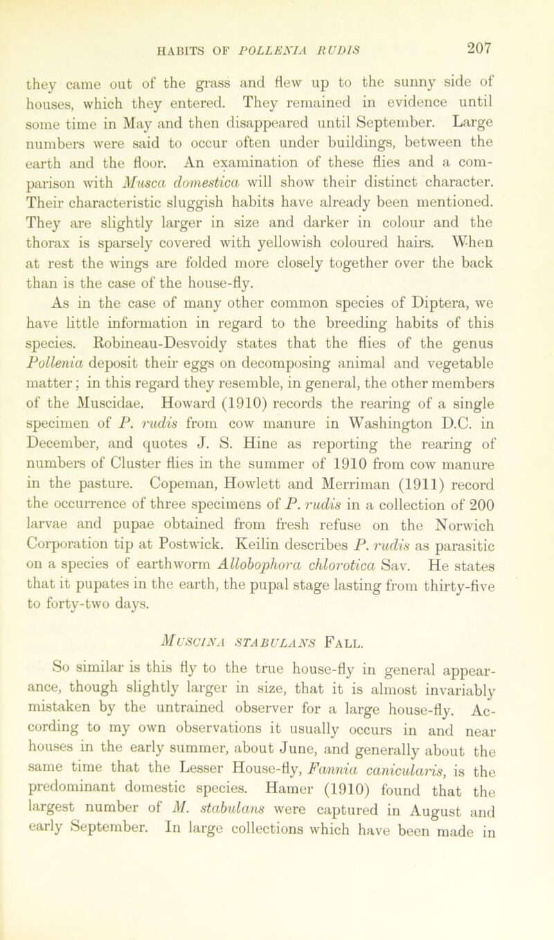 HABITS OF POLLENIA RUDIS they came out of the grass and flew up to the sunny side of houses, which they entered. They remained in evidence until some time in May and then disappeared until September. Large numbers were said to occur often under buildings, between the earth and the floor. An examination of these flies and a com- parison with Musca domestica will show their distinct character. Their characteristic sluggish habits have already been mentioned. They are slightly larger in size and darker in colour and the thorax is sparsely covered with yellowish coloured hairs. When at rest the wings are folded more closely together over the back than is the case of the house-fly. As in the case of many other common species of Diptera, we have little information in regard to the breeding habits of this species. Robineau-Desvoidy states that the flies of the genus Pollenia deposit their eggs on decomposing animal and vegetable matter; in this regard they resemble, in general, the other members of the Muscidae. Howard (1910) records the rearing of a single specimen of P. rudis from cow manure in Washington D.C. in December, and quotes J. S. Hine as reporting the rearing of numbers of Cluster flies in the summer of 1910 from cow manure in the pasture. Copeman, Howlett and Merriman (1911) record the occurrence of three specimens of P. rudis in a collection of 200 larvae and pupae obtained from fresh refuse on the Norwich Corporation tip at Postwick. Keilin describes P. rudis as parasitic on a species of earthworm Allobophora chlorotica Sav. He states that it pupates in the earth, the pupal stage lasting from thirty-five to forty-two days. Muscina sta b clans Fall. So similar is this fly to the true house-fly in general appear- ance, though slightly larger in size, that it is almost invariably mistaken by the untrained observer for a large house-fly. Ac- cording to my own observations it usually occurs in and near houses in the early summer, about June, and generally about the same time that the Lesser House-fly, Fa/nnia canicularis, is the predominant domestic species. Hamer (1910) found that the largest number of M. stabulans were captured in August and early September. In large collections which have been made in