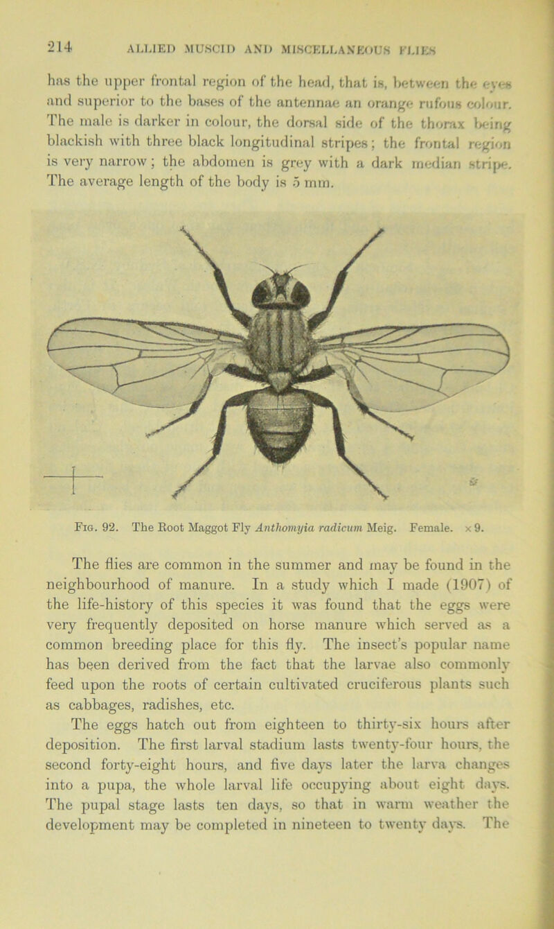 has the upper frontal region of the hem), that is, between the eves and superior to the bases of the antennae an orange rufous colour. The male is darker in colour, the dorsal side of the thorax being blackish with three black longitudinal stripes; the frontal region is very narrow; the abdomen is grey with a dark median stripe. The average length of the body is 5 mm. The flies are common in the summer and may be found in the neighbourhood of manure. In a study which I made (1907) of the life-history of this species it was found that the eggs were very frequently deposited on horse manure which served as a common breeding place for this fly. The insect’s popular name has been derived from the fact that the larvae also commonly feed upon the roots of certain cultivated cruciferous plants such as cabbages, radishes, etc. The eggs hatch out from eighteen to thirty-six hours after deposition. The first larval stadium lasts twenty-four hours, the second forty-eight hours, and five days later the larva changes into a pupa, the whole larval life occupying about eight days. The pupal stage lasts ten days, so that in warm weather the development may be completed in nineteen to twenty days. The