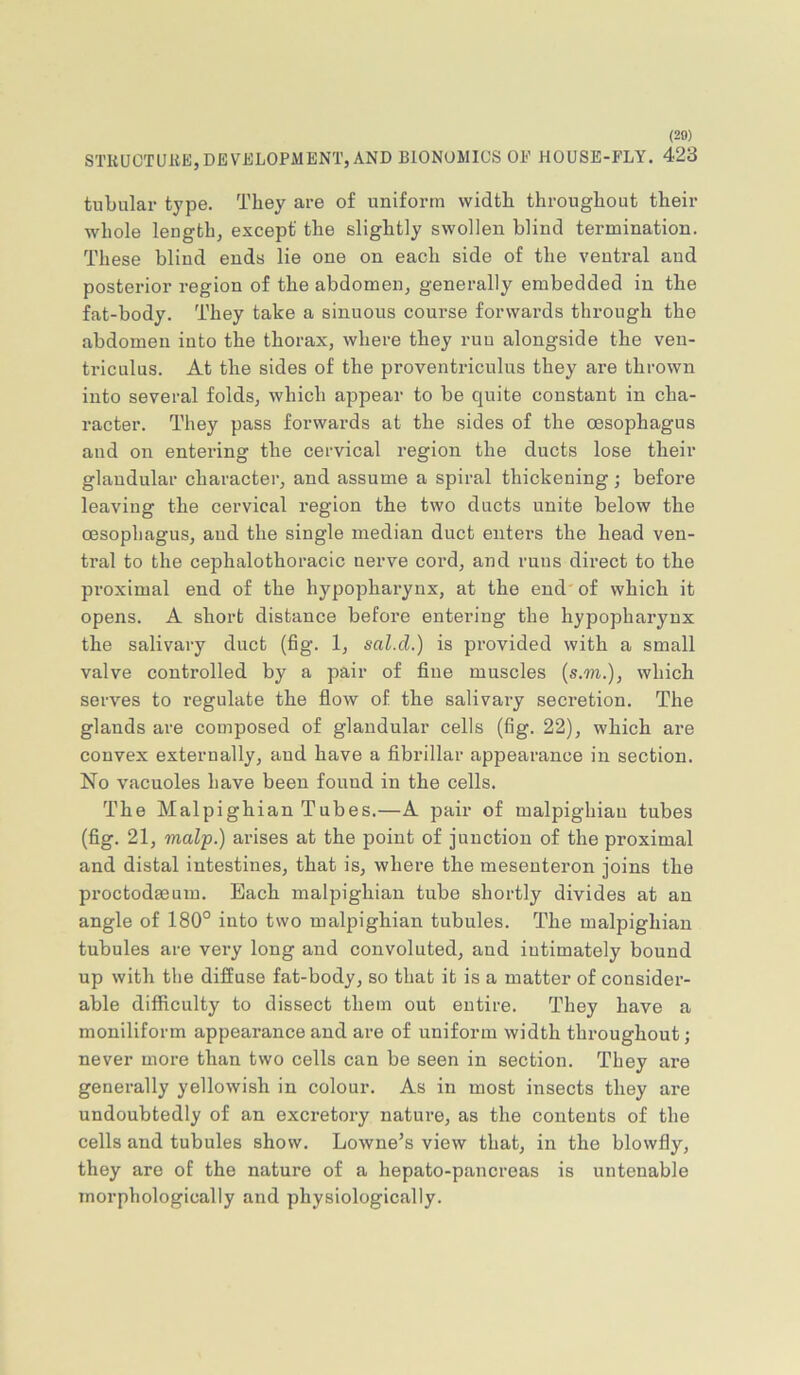(28) STKUCTUKE, DEVELOPMENT,AND BIONOMICS OE HOUSE-FLY. 423 tubular type. They are of uniform width throughout their whole length, except the slightly swollen blind termination. These blind ends lie one on each side of the ventral and posterior region of the abdomen, generally embedded in the fat-body. They take a sinuous course forwards through the abdomen into the thorax, where they ruu alongside the ven- triculus. At the sides of the proventriculus they are thrown into several folds, which appear to be quite constant in cha- racter. They pass forwards at the sides of the oesophagus and on entering the cervical region the ducts lose their glandular character, and assume a spiral thickening; before leaving the cervical region the two ducts unite below the oesophagus, and the single median duct enters the head ven- tral to the cephalothoracic nerve cord, and runs direct to the proximal end of the hypopharynx, at the end' of which it opens. A short distance before entering the hypopharynx the salivary duct (fig. 1, sal.d.) is provided with a small valve controlled by a pair of fine muscles (s.m.), which serves to regulate the flow of the salivary secretion. The glands are composed of glandular cells (fig. 22), which are convex externally, and have a fibrillar appearance in section. No vacuoles have been found in the cells. The Malpighian Tubes.—A pair of malpighiau tubes (fig. 21, malp.) arises at the point of junction of the proximal and distal intestines, that is, where the mesenteron joins the proctodseum. Each malpighiau tube shortly divides at an angle of 180° into two malpighiau tubules. The malpighiau tubules are very long and convoluted, and intimately bound up with the diffuse fat-body, so that it is a matter of consider- able difficulty to dissect them out entire. They have a moniliform appearance and are of uniform width throughout; never more than two cells can be seen in section. They are generally yellowish in colour. As in most insects they are undoubtedly of an excretory nature, as the contents of the cells and tubules show. Lowne’s view that, in the blowfly, they are of the nature of a hepato-pancreas is untenable morphologically and physiologically.