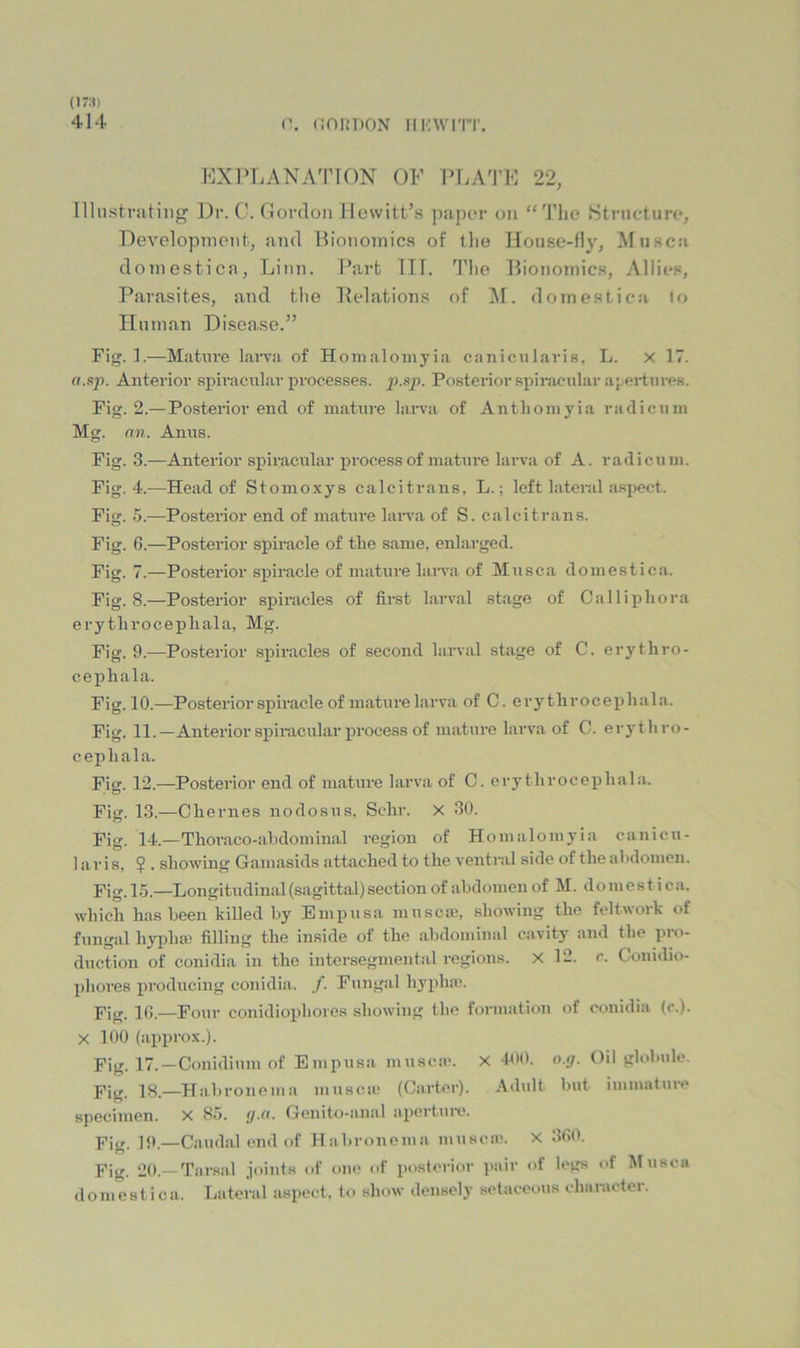 414 (\ flOKDON IIF.WI'IT, KXPLANA'riON OF PT.A'I'E 22, Illustrating Dr. C. Oorclon Hewitt’s paper on “The Structure, Development, ami Bionomics of the Ilon.se-fly, Mu.sca domestica, Linn. Part TIT. The Bionomics, Allies, Parasites, and the Delations of ^f. domestica lo Human Disease.” Fig.].—Matai’e larva of Homalomyia canicnlaris, L. x 17. a.sp. Anterior spiracnlar processes. p..sp. Postenorspii-acular aj;ei-tnres. Fig. 2.— Posterior end of mature lami of Anthomyia radicnm Mg. an. Anns. Fig. 3.—Anterior spiracnlar process of mature larva of A. radicnm. Fig. 4.—Head of Stomoxys calcitrans, L.; left lateral a.spect. Fig. 5.—Postei’ior end of matime laiva of S. calcitrans. Fig. 6.—Posterior spiracle of the same, enlarged. Fig. 7.—Posterior spiracle of mature larva of Musca domestica. Fig. 8.—Posterior spiracles of first larval stage of Callipliora erythrocepliala, Mg. Fig. 9.—Posterior s^jiracles of second larval stage of C. erythro- cephala. Fig. 10.—Posterior spiracle of mature larva of C. ery throcepliala. Fig. 11.—Anterior spiracnlar process of mature larva of C. erythro- cephala. Fig. 12.—Posterior end of mature larva of C. erythrocephala. Fi. 13.—Chernes nodosus. Schr. x 30. Fig. 14.—Thoraco-ahdominal region of Homalomyia canicu- lar is, ? . showing Gamasids attached to the ventral side of the ahdomcn. Fig. 15.—Longitudinal (sagittal) section of abdomen of M. dom es t i ca. which has been killed by Empusa musca;, showing the feltwork of fungal hypha; filling the inside of the abdominal cavity and the pro- duction of conidia in the intersegmental regions. X 12. c. Conidio- pliores producing conidia. /. Fungal hypha'. Fig. 10.—Four conidiophores showing the formation of conidia (r.). X 100 (approx.). Fig. 17. —Conidium of Empusa musca;. X 400. o.<j. Oil globule. Pig 18.—Habronema musca; (Carter). Adult but iminatun? specimen. X 85. <j.a. Genito-anal aportin-e. Fi^r, 19.—Caudal end of Habronema musca;. X 300. Fig. 20.—Tarsal Joints of one of posterior pair of legs of Musca domestica. Lateral aspect, to show densely setaceous character.