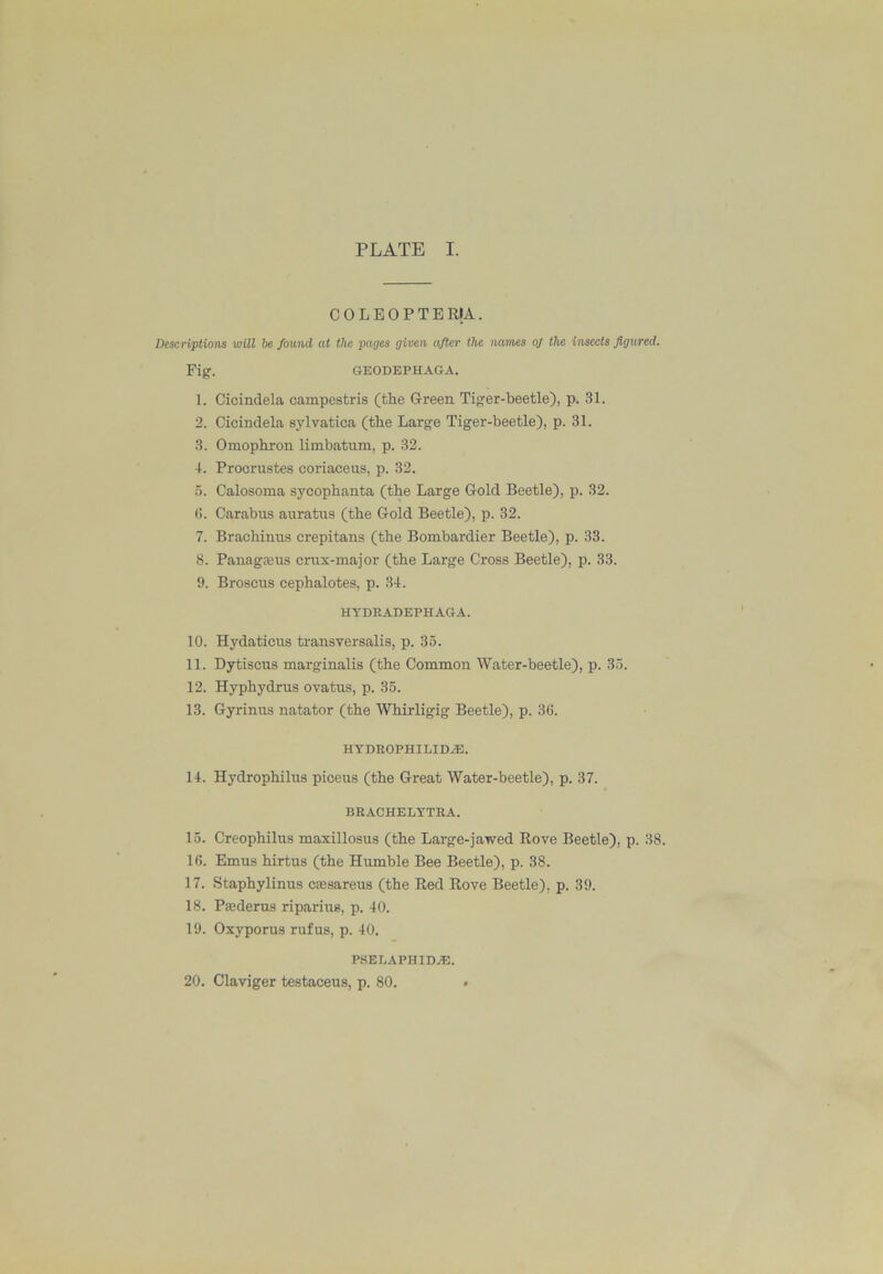 COLEOPTERIA. Descriptions will he found at the pages given after the names oj the insects figured. Fig. GEODEPHAGA. 1. Cicindela campestris (the Grreen Tiger-beetle), p. 31. 2. Cicindela sylvatica (the Large Tiger-beetle), p. 31. 3. Omophron limbatum, p. 32. 4. Procrustes coriaceus, p. 32. .5. Calosoma sycophanta (the Large Gold Beetle), p. 32. (). Carabus auratus (the Gold Beetle), p. 32. 7. Brachinus crepitans (the Bombardier Beetle), p. 33. 8. Panaga3us crux-major (the Large Cross Beetle), p. 33. 9. Broscus cephalotes, p. 34. HYDEADEPHAGA. 10. Hj'daticus transversalis, p. 35. 11. Dytiscus marginalis (the Common Water-beetle), p. 33. 12. Hyphydrus ovatus, p. 35. 13. Gyrinus natator (the Whirligig Beetle), p. 36. HTDEOPHILID^. 14. Hydrophilus piceus (the Great Water-beetle), p. 37. BEACHELYTRA. 15. Creophilus maxillosus (the Large-jawed Rove Beetle), p. 38. 16. Emus hirtus (the Hiimble Bee Beetle), p. 38. 17. Staphylinus CEesareus (the Red Rove Beetle), p. 39. 18. Paederus riparius, p. 40. 19. Oxyporus rufus, p. 40. PSELAPHIDyE. 20. Claviger testaceus, p. 80. •