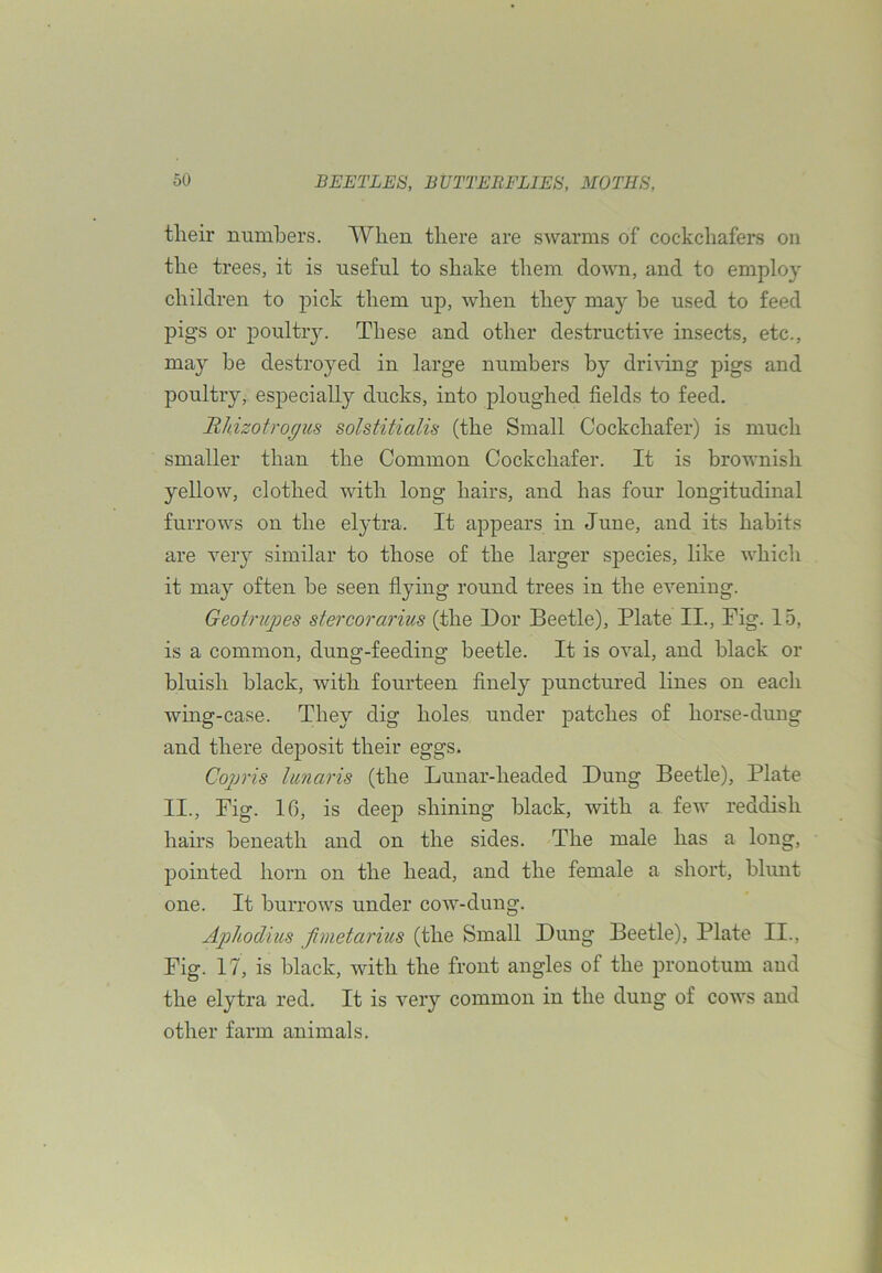 their numbers. When there are swarms of cockchafers on the trees, it is useful to shake them down, and to emplo}' children to pick them np, when they may he used to feed pigs or poultry. These and other destructive insects, etc., may be destroyed in large numbers by driving pigs and poultry, especially ducks, into ploughed fields to feed. Rhizotro^us solstitialis (the Small Cockchafer) is much smaller than the Common Cockchafer. It is brownish yellow, clothed with long hairs, and has four longitudinal furrows on the elytra. It appears in June, and its habits are very similar to those of the larger species, like which it may often be seen flying round trees in the evening. Geotrupes stercorarius (the Dor Beetle), Plate II., Fig. 15, is a common, dung-feeding beetle. It is oval, and black or bluish black, with fourteen finely punctured lines on each wmg-case. They dig holes under patches of horse-dung and there deposit their eggs. Cojjris liinaris (the Lunar-headed Dung Beetle), Plate II., Fig. 16, is deej) shining black, with a few reddish hairs beneath and on the sides. The male has a long, pointed horn on the head, and the female a short, blunt one. It burrows under cow-dung. Aphodius fimetarius (the Small Dung Beetle), Plate II., Fig. 17, is black, with the front angles of the pronotum and the elytra red. It is very common in the dung of cows and other farm animals.