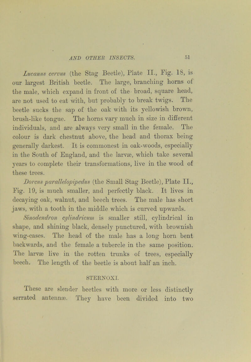 Lucaniis cervus (tlie Stag Beetle), Plate II., Fig. 18, is our largest Britisli beetle. The large, branching horns of the male, which expand in front of the broad, square head, are not used to eat with, but probably to break twigs. The beetle sucks the sap of the oak with its yellowish brown, brush-like tongue. The horns vary much in size in different individuals, and are always very small in the female. The colour is dark chestnut above, the head and thorax being generally darkest. It is commonest in oak-woods, especially in the South of England, and the larvae, which take several years to complete their transformations, live in the wood of these trees. Dorcics parallelojnpedus (the Small Stag Beetle), Plate II., Fig. 19, is much smaller, and perfectly black. It lives in decaying oak, walnut, and beech trees. The male has short jaws, with a tooth in the middle which is curved upwards. Sinodendron cylindricum is smaller still, cylindrical in shape, and shining black, densely punctured, with brownish wing-cases. The head of the male has a long horn bent backwards, and the female a tubercle in the same position. The larvse live in the rotten trunks of trees, especially beech. The length of the beetle is about half an inch. STERNOXI. These are slender beetles with more or less distinctly serrated antennaj. They have been divided into two