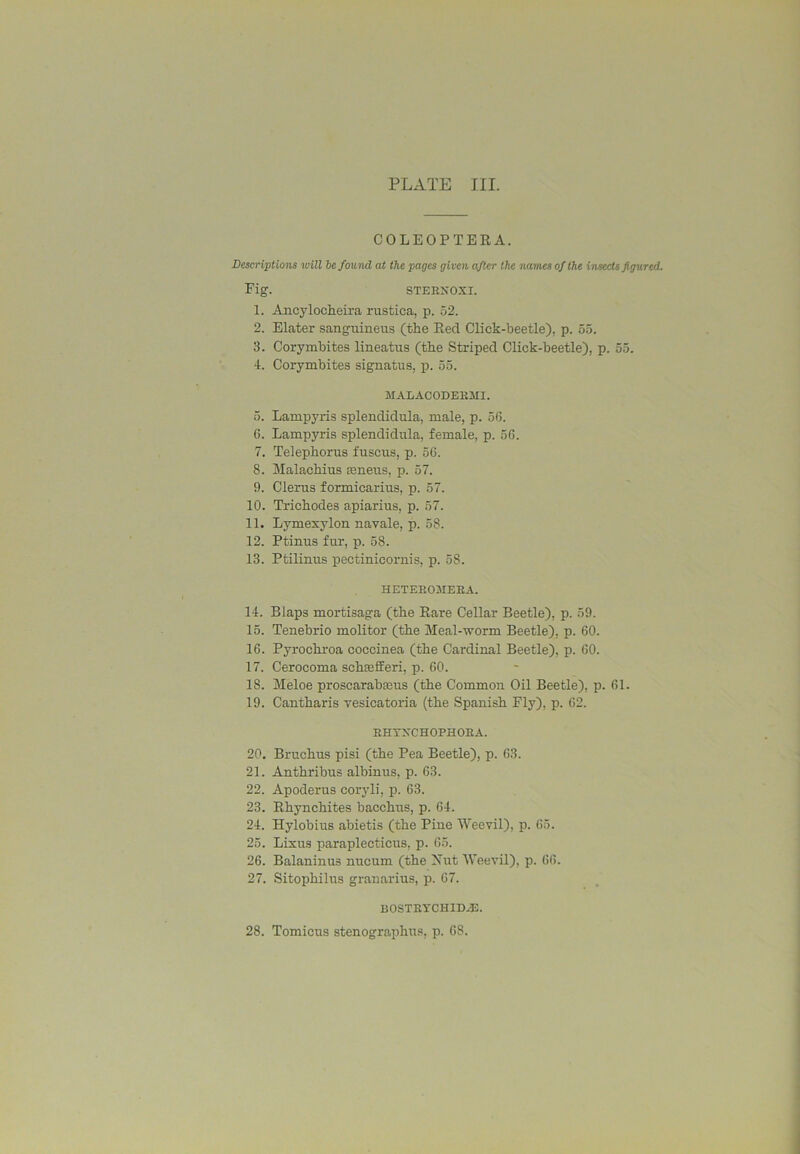 COLEOPTERA. Deseripiiom will he found at the pages given after the names of the insects figured. Fig. STERXOXI. 1. Ancylocheira rustica, p. 52. 2. Elater sanguineus (the Red Click-beetle), p. 55. 3. Corymhites lineatus (the Striped Click-beetle), p. 55. 4. Corymhites signatus, p. 55. MALACODERJII. 5. Lampyris splendidula, male, p. 56. 6. Lampyris splendidula, female, p. 56. 7. Telephorus fuscus, p. 56. 8. Malachius teneus, p. 57. 9. Clerus formicarius, p. 57. 10. Trichodes apiarius, p. 57. 11. Lymexylon navale, p. 58. 12. Ptinus fur, p. 58. 13. Ptilinus pectinicornis, p. 58. HETER03IEEA. 14. Blaps mortisaga (the Rare Cellar Beetle), p. 59. 15. Tenebrio molitor (the Meal-worm Beetle), p. 60. 16. Pyrochroa coccinea (the Cardinal Beetle), p. 60. 17. Cerocoma scheefferi, p. 60. 18. Meloe proscarabasus (the Common Oil Beetle), p. 61. 19. Cantharis vesicatoria (the Spanish Fly), p. 62. EHTXCHOPHORA. 20. Bruchus pisi (the Pea Beetle), p. 63. 21. Anthribus albinus, p. 63. 22. Apoderus coryli, p. 63. 23. Rhynchites bacchus, p. 64. 24. Hylobius abietis (the Pine Weevil), p. 65. 25. Lixus paraplecticus, p. 65. 26. Balaninus nucum (the Xut Weevil), p. 66. 27. Sitophilus granarius, p. 67. BOSTRYCHID.E. 28. Tomicus stenographus, p. 68.