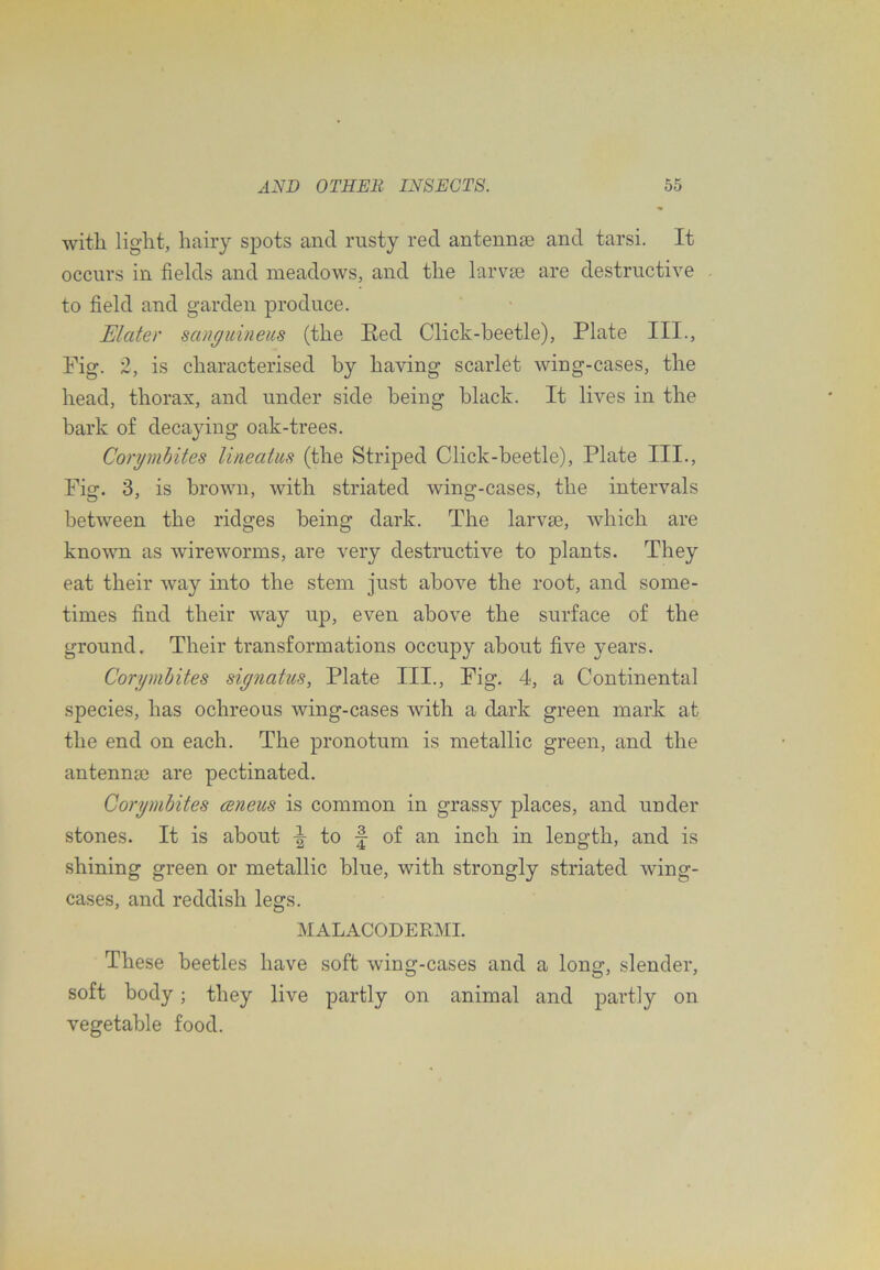 with light, hairy spots and rusty red antennse and tarsi. It occurs in fields and meadows, and the larvae are destructive to field and garden produce. Elater sanguineus (the Red Click-beetle), Plate III., Fig. 2, is characterised by having scarlet wing-cases, the head, thorax, and under side being black. It lives in the bark of decaying oak-trees. Corymhites lineatus (the Striped Click-beetle), Plate III., Fig. 3, is brown, with striated wing-cases, the intervals between the ridges being dark. The larvae, which are known as wireworms, are very destructive to plants. They eat their way into the stem just above the root, and some- times find their way up, even above the surface of the ground. Their transformations occupy about five years. Corynibites signatus, Plate III., Fig. 4, a Continental species, has ochreous wing-cases with a dark green mark at the end on each. The pronotum is metallic green, and the antenna3 are pectinated. Corymhites ceneus is common in grassy places, and under stones. It is about ^ to f of an inch in length, and is shining green or metallic blue, with strongly striated wing- cases, and reddish legs. MALACODERMI. These beetles have soft wing-cases and a long, slender, soft body; they live partly on animal and partly on vegetable food.