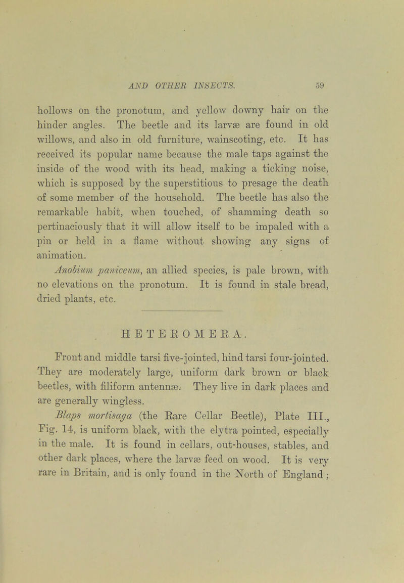 hollows on the pronotum, and yellow downy hair on the hinder angles. The beetle and its larvae are found in old willows, and also in old furnitnre, wainscoting, etc. It has received its popular name because the male taps against the inside of the wood with its head, making a ticking noise, which is supposed by the superstitious to presage the death of some member of the household. The beetle has also the remarkable habit, when touched, of shamming death so pertinaciously that it will allow itself to be impaled with a pin or held in a flame without showing any signs of animation. Anohium jjanicemn, an allied species, is pale brown, with no elevations on the pronotum. It is found in stale bread, dried plants, etc. H E T E R 0 M E E A. Front and middle tarsi five-jointed, hind tarsi four-jointed. They are moderately large, uniform dark brown or black beetles, with filiform antennje.- They live in dark places and are generally wingless. Blaps mortisapa (the Eare Cellar Beetle), Plate III., Fig. 14, is uniform black, with the elytra pointed, especially in the male. It is found in cellars, out-houses, stables, and other dark places, wEere the larvte feed on wood. It is very rare in Britain, and is only found in the North of England ;