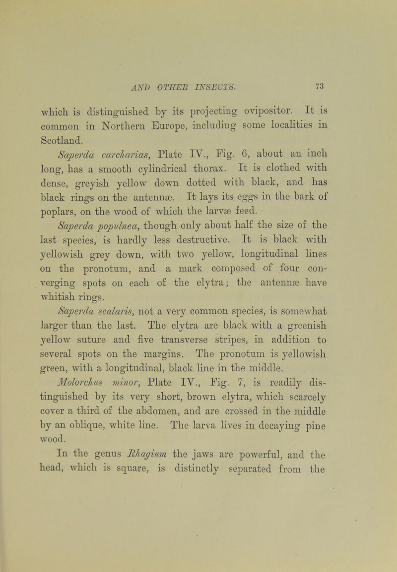 whicli is distinguislied by its projecting ovij)Ositor. It is common in Isortbern Europe, including some localities in Scotland. Saperda carcharias, Plate IV., Pig. C, about an inch long, has a smooth cylindrical thorax. It is clothed with dense, greyish yellow down dotted with black, and has black rings on the antennae. It lays its eggs in the bark of poplars, on the wood of which the larvae feed. Saperda populnea, though only about half the size of the last species, is hardly less destructive. It is black with yellowish grey down, with two yellow, longitudinal lines on the pronotum, and a mark composed of four con- verging spots on each of the elytra; the antennae have whitish rings. Saperda scalaris, not a very common species, is somewhat larger than the last. The elytra are black with a greenish yellow suture and five transverse stripes, in addition to several spots on the margins. The pronotum is yellowish green, with a longitudinal, black line in the middle. Molorchus minor, Plate IV., Fig. 7, is readily dis- tinguished by its very short, brown elytra, which scarcely cover a third of the abdomen, and are crossed in the middle by an oblique, white line. The larva lives in decaying pine wood. In the genus Jthagmm the jaws are powerful, and the head, which is square, is distinctly separated from the