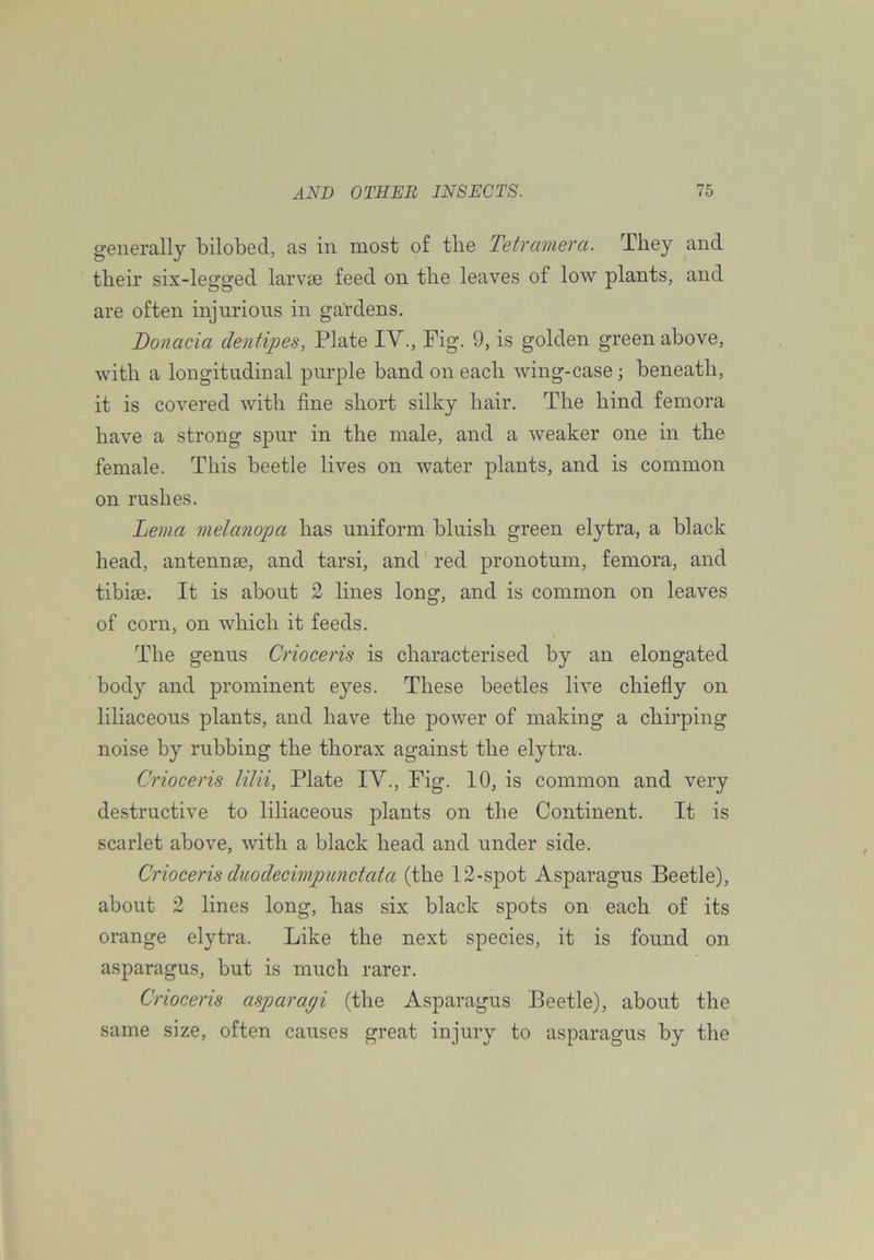 generally bilobecl, as in most of the Tetraniera. They and their six-legged larvtS feed on the leaves of low plants, and are often injurious in gardens. Donacia dentipes, Plate IV., Fig. 9, is golden green above, with a longitudinal purple band on each wing-case ; beneath, it is covered -with fine short silky hair. The hind femora have a strong spur in the male, and a weaker one in the female. This beetle lives on water plants, and is common on rushes. Lema melanopa has uniform bluish green elytra, a black head, antennae, and tarsi, and red pronotum, femora, and tibiae. It is about 2 lines long, and is common on leaves of corn, on which it feeds. The genus Crioceris is characterised by an elongated body and prominent eyes. These beetles live chiefly on liliaceous plants, and have the power of making a chirping noise by rubbing the thorax against the elytra. Crioceris lilii, Plate IV., Fig. 10, is common and very destructive to liliaceous plants on the Continent. It is scarlet above, with a black head and under side. Crioceris duodecimpunctata (the 12-sj)ot Asparagus Beetle), about 2 lines long, has six black spots on each of its orange elytra. Like the next species, it is found on asparagus, but is much rarer. Crioceris asparagi (the Asparagus Beetle), about the same size, often causes great injury to asparagus by the