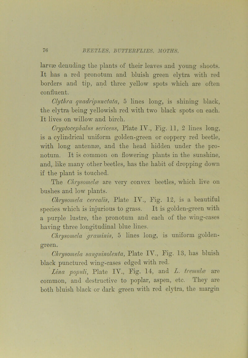 larvae denuding the plants of their leaves and young shoots. It has a red pronotum and bluish green elytra with red borders and tip, and three yellow spots which are often confluent. Clythra qioadripimctata, 5 lines long, is shining black, the elytra being yellowish red with two black spots on each. It lives on willow and birch. Cryptoceplialus sericeus, Plate lY., Fig. 11, 2 lines long, is a cylindrical uniform golden-green or coppery red beetle, with long antennae, and the head hidden under the pro- notum. It is common on flowering plants in the sunshine, and, , like many other beetles, has the habit of dropping down if the plant is touched. The Chrysomelce are very convex beetles, which live on bushes and low plants. Chrysomela cerealis, Plate IV., Fig. 12, is a beautiful species which is injurious to grass. It is golden-green with a purple lustre, the pronotum and each of the wing-cases having three longitudinal blue lines. Chrysomela yraminis, 5 lines long, is uniform golden- green. Chrysomela sanyidnolenta, Plate lY., Fig. 13, has bluish black punctured wing-cases edged with red. Lina p)opuli, Plate lY., Fig. 14, and L. tremula are common, and destructive to poplar, aspen, etc. The}' are both bluish black or dark green with red elytra, the margin