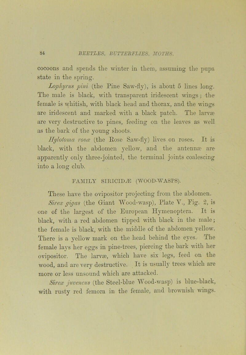 cocoons and spends the winter in them, assuming the jmpa state in the spring. Lopliyrus pini (the Pine Saw-fly), is about 5 lines long. The male is black, with transparent iridescent wings ; the female is whitish, with black head and thorax, and the wings are iridescent and marked with a black patch. The larvae are very destructive to pines, feeding on the leaves as well as the bark of the young shoots. Hylotoma rosce (the Eose Saw-fly) lives on roses. It is black, with the abdomen 3'ellow, and the antenna} are apparently only three-jointed, the terminal joints coalescing into a long club. FAMILY SIRICID.® (WOOD-WASPS). These have the ovipositor projecting from the abdomen. Sirex gig as (the Giant Wood-wasp), Plate Y., Pig. 2, is one of the largest of the European H^mienoptera. It is black, with a red abdomen tipped with black in the male; the female is black, with the middle of the abdomen j'ellow. There is a yellow mark on the head behind the eyes. The female laj^s her eggs in pine-trees, piercing the bark with her ovipositor. The larvse, which have six legs, feed on the wood, and are very destructive. It is usually trees which are more or less unsound which are attacked. Sirex juvencus (the Steel-blue AVood-wasp) is blue-black, with rusty red femora in the female, and brownish wings.