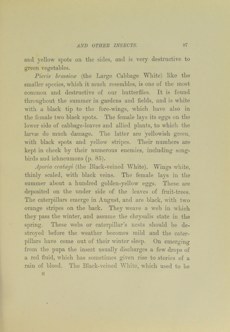 and yellow spots on the sides, and is very destructive to green vegetables. Pieris hra&sicce (the Large Cabbage White) like the smaller species, which it much resembles, is one of the most common and destructive of our butterflies. It is found throughout the summer in gardens and fields, and is white with a black tip to the fore-wings, which have also in the female two black spots. The female la}i's its eggs on the lower side of cabbage-leaves and allied plants, to which the larvje do much damage. The latter are yellowish green, with black spots and yellow stripes. Their numbers are kept in check by their numerous enemies, including song- birds and ichneumons (p. 85). Aporia cratagi (the Black-veined White). Wings white, thinly scaled, with black veins. The female lays in the summer about a hundred golden-yellow eggs. These are deposited on the under side of the leaves of fruit-trees. The caterpillars emerge in August, and are black, with two orange stripes on the back. They weave a web in which they pass the winter, and assume the chrysalis state in the spring. These webs or caterpillar’s nests should be de- stroyed before the weather becomes mild and the cater- pillars have come out of their winter sleep. On emerging from the pupa the insect usually discharges a few drops of a red fluid, whicli has sometimes given rise to stories of a rain of blood. The Black-veined White, which used to be II