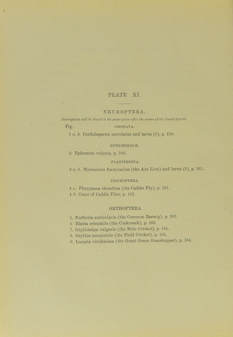 PLATE XI. NEUROPTERA. Descriptions will be found at the pages given after the names of the itisecls figured. Fig. ODONATA. 1 a, 1). Cordulegaster annulatus and larva (Jf), p. 159. EPHEMERID^E. 2. EpRemera vulgata, p. IfiO. PLANIPENNIA. 3 a, b. Myrmeleon formicarius (the Ant Lion) and larva (ft), p. 161. TEICHOPTEKA. 4 a. Phryganea rhombica (the Caddis Fly), p. 161. 4 ft. Cases of Caddis Flies, p. 161. ORTHOPTERA. 5. Forficula auricularia (the Common Earwig), p. 163. 6 Blatta orientalis (the Cockroaeh), p. 163. 7. Gryllotalpa vulgaris (the Mole Cricket), p. 164. 8. Gryllus campestris (the Field Cricket), p. 164. 9. Locusta viridissima (the Great Green Grasshopper), p. 164.