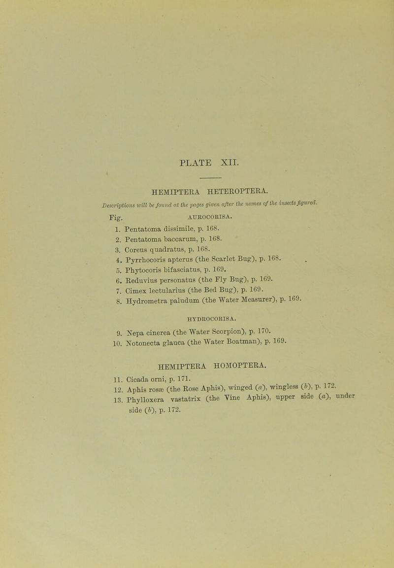 HEMIPTEEA HETEROPTERA. Descriptions will 6c fotiml at the jiages given after the names of the insects figured. Fig. AUEOCOEISA. 1. Pentatoma dissimile, p. 168. 2. Pentatoma baccarum, p. 168. 3. Coreus quadratus, p. 168. 4. Pyrrhocoris apterus (the Scarlet Bug), p. 168. 5. Phytocoris bifasciatus, p. 169. 6. Reduvius personatus (the Ely Bug), p. 169. 7. Cimex lectularius (the Bed Bug), p. 169. 8. Hydrometra paludum (the Water Measurer), p. 169. HYDEOCOEISA. 9. Xepa cinerea (the Water Scorpion), p. 170. 10. Isotonecta glauca (the Water Boatman), p. 169. HEMIPTERA HOMOPTERA. 11. Cicada orni, p. 171. 12. Aphis ros* (the Rose Aphis), winged (<?), wingless (fc), p. 17 13. Phylloxera vastatrix (the Vine Aphis), upper side (a), side (/y), p. 172.