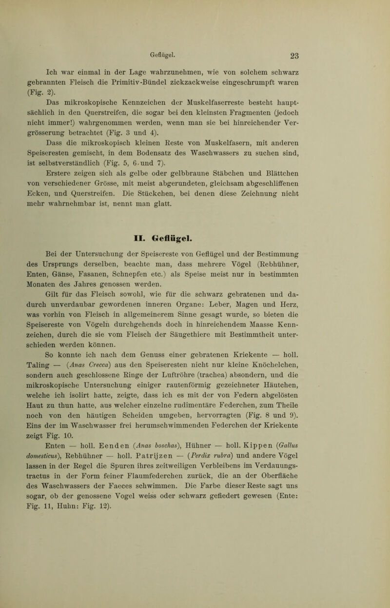 Ich war einmal in der Lage wahrzunehmen, wie von solchem schwarz gebrannten Fleisch die Primitiv-Bündel zickzackweise eingeschrumpft waren (Fig. 2). Das mikroskopische Kennzeichen der Muskelfaserreste besteht haupt- sächlich in den Querstreifen, die sogar bei den kleinsten Fragmenten (jedoch nicht immer!) wahrgenommen werden, wenn man sie bei hinreichender Ver- grösserung betrachtet (Fig. 3 und 4). Dass die mikroskopisch kleinen Reste von Muskelfasern, mit anderen Speiseresten gemischt, in dem Bodensatz des Waschwassers zu suchen sind, ist selbstverständlich (Fig. 5, 6-und 7). Erstere zeigen sich als gelbe oder gelbbraune Stäbchen und Blättchen von verschiedener Grösse, mit meist abgerundeten, gleichsam abgeschliffenen Ecken, und Querstreifen. Die Stückchen, bei denen diese Zeichnung nicht mehr wahrnehmbar ist, nennt man glatt. II. Geflügel. Bei der Untersuchung der Speisereste von Geflügel und der Bestimmung des Ursprungs derselben, beachte man, dass mehrere Vögel (Rebhühner, Enten, Gänse, Fasanen, Schnepfen etc.) als Speise meist nur in bestimmten Monaten des Jahres genossen werden. Gilt für das Fleisch sowohl, wie für die schwarz gebratenen und da- durch unverdaubar gewordenen inneren Organe: Leber, Magen und Herz, was vorhin von Fleisch in allgemeinerem Sinne gesagt wurde, so bieten die Speisereste von Vögeln durchgehends doch in hinreichendem Maasse Kenn- zeichen, durch die sie vom Fleisch der Säugethiere mit Bestimmtheit unter- schieden werden können. So konnte ich nach dem Genuss einer gebratenen Kriekente — holl. Taling — (Anas Crecca) aus den Speiseresten nicht nur kleine Knöchelchen, sondern auch geschlossene Ringe der Luftröhre (trachea) absondern, und die mikroskopische Untersuchung einiger rautenförmig gezeichneter Häutchen, welche ich isolirt hatte, zeigte, dass ich es mit der von Federn abgelösten Haut zu thun hatte, aus welcher einzelne rudimentäre Federchen, zum Theile noch von den häutigen Scheiden umgeben, hervorragten (Fig. 8 und 9). Eins der im Waschwasser frei herumschwimmenden Federchen der Kriekente zeigt Fig. 10. Enten — holl. Eenden (Anas boscfias), Hühner — holl. Kippen (Gallus domesticus), Rebhühner — holl. Patrijzen — (Perdix rubra) und andere Vögel lassen in der Regel die Spuren ihres zeitweiligen Verbleibens im Verdauungs- tractus in der Form feiner Flaumfederchen zurück, die an der Oberfläche des Waschwassers der Faeces schwimmen. Die Farbe dieser Reste sagt uns sogar, ob der genossene Vogel weiss oder schwarz gefiedert gewesen (Ente: Fig. 11, Huhn: Fig. 12).