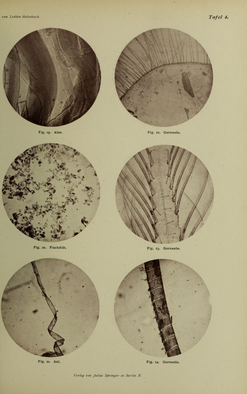 Fig. 19. Alse. Fig. 20. Fischdiät. Fig. 22. Garneele. Fig. 21. Aal. Fig. 24. Garneele.