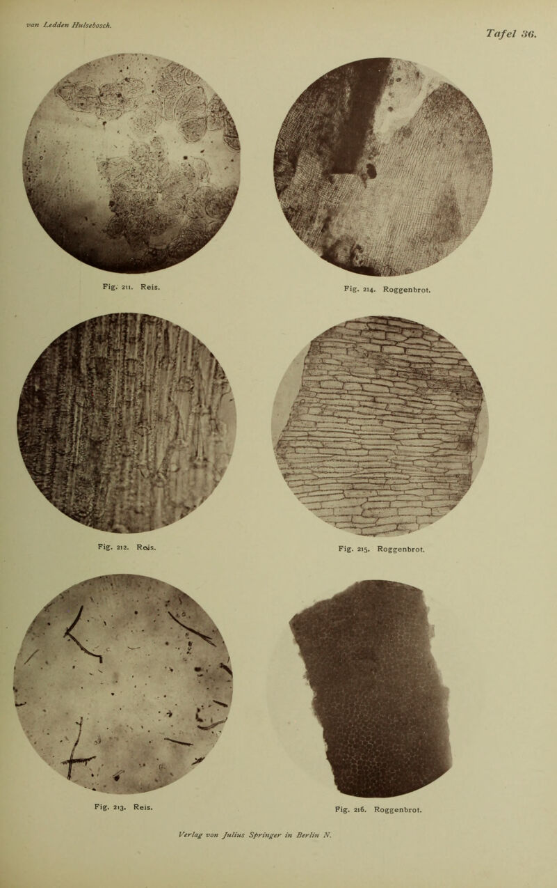 Tafel 30, Fig; au. Reis. Fig. 214. Roggenbrot. Fig. 212. Reis. Fig. 215. Roggenbrot. Fig. 213. Reis. Fig. 216. Roggenbrot.