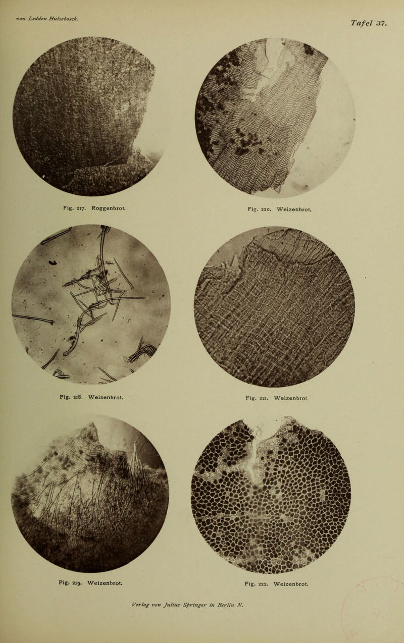 Tafel 37. Fig. 217. Roggenbrot. Fig. 220. Weizenbrot. Fig. 218. Weizenbrot. Fig. 221. Weizenbrot. fWmm IIMH HÜ iiSS^0 Fig. 21g. Weizenbrot. Fig. 222. Weizenbrot.