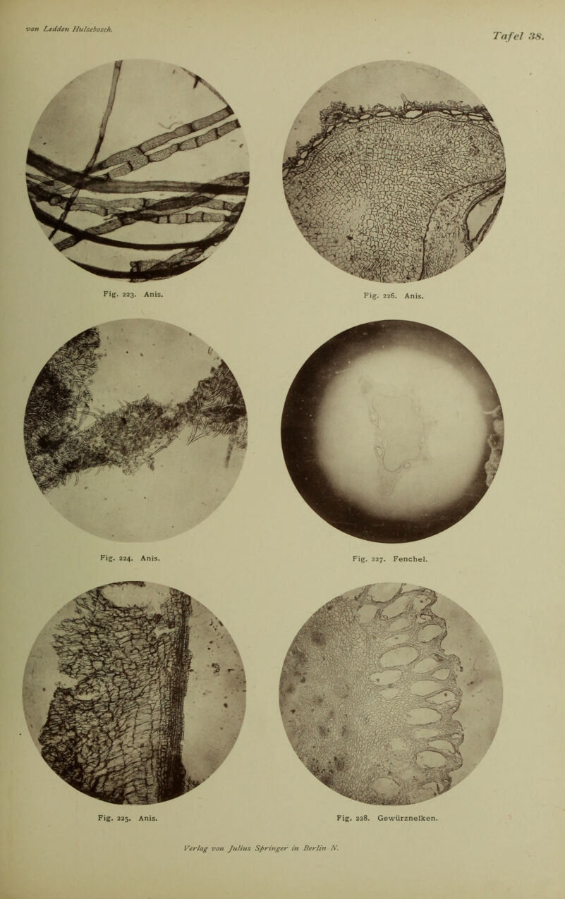 Tafel SS. Fig. 224. Anis. Fig. 227. Fenchel. Fig. 225. Anis. Fig. 228. Gewürznelken.