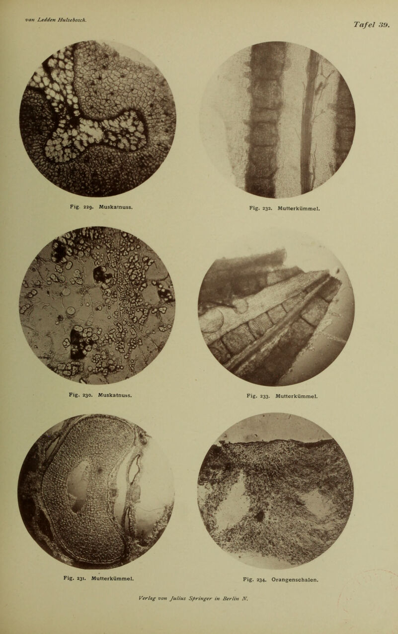 Tafel SU. Fig. 229. Muskatnuss. Fig. 230. Muskatnuss. Fig. 232. Mutterkümmel. Fig. 233. Mutterkümmel. Fig. 231. Mutterkümmel. Fig. 234. Orangenschalen.