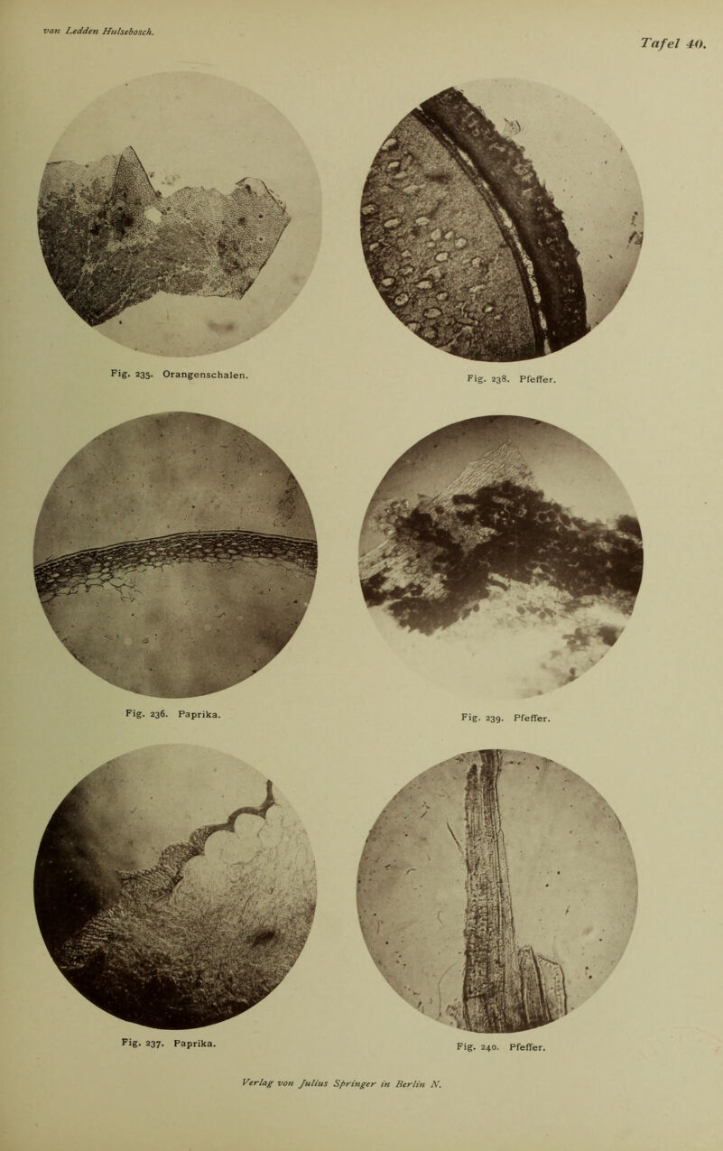 Tafel 40. Fig. 235- Orangenschalen. Fig. 238. Pfeffer. Fig. 239. Pfeffer. Fig. 237. Paprika. Fig. 240. Pfeffer.