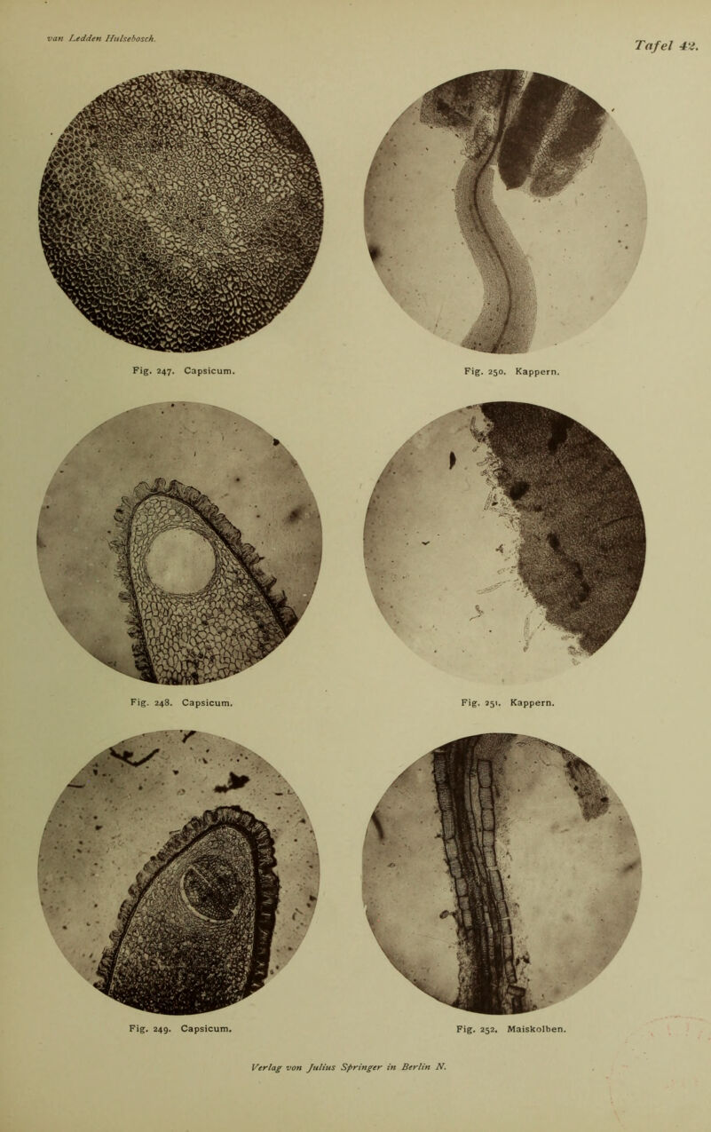 Tafel 4'i. Fig. 247. Capsicum. Fig. 250. Kappern. Fig. 248. Capsicum. Fig. 251. Kappern. ■ l <v ■ . • * II \ (Bl 1 • Fig. 249. Capsicum. Fig. 252. Maiskolben.
