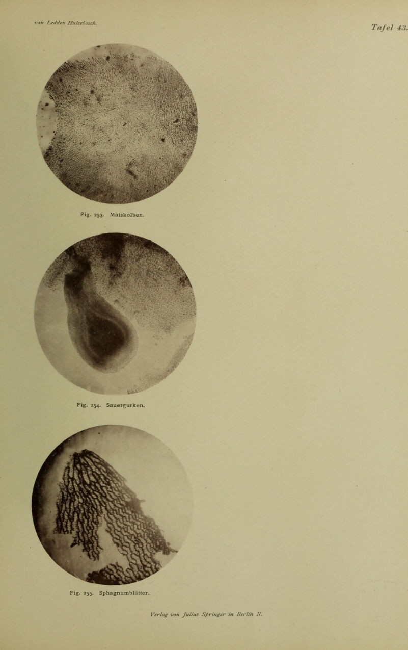 Tafel 4.'i. Fig. 253- Maiskolben. Fig. 254. Sauergurken. Fig. 255- Sphagnumblätter.
