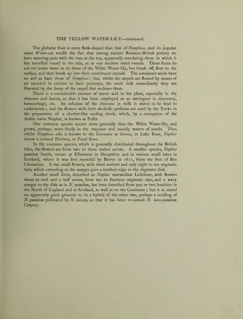 The globular fruit is more flask-shaped than that of Nymphaa^ and its popular name JVater-can recalls the fact that among ancient Romano-British pottery we have watering-pots with the rose at the top, apparently antedating those in which it has travelled round to the side, as in our modern metal vessels. These fruits do not rot under water as do those of the White Water-lily, but break off, float to the surface, and then break up into their constituent carpels. The contained seeds have no aril as have those of Nymph^ea ; but, whilst the carpels are floated by means of air secreted in cavities in their pericarps, the seeds sink immediately they are liberated by the decay of the carpel that encloses them. There is a considerable amount of tannic acid in the plant, especially in the rhizome and leaves, so that it has been employed as an astringent in dysentery, haemorrhage, etc. An infusion of the rhizome in milk is stated to be fatal to cockroaches ; and the flowers with their alcoholic perfume are used by the Turks in the preparation of a sherbet-like cooling drink, which, by a corruption of the Arabic name Nuphar, is known as Pufer. Our common species occurs more generally than the White Water-lily, and grows, perhaps, more freely in the stagnant and muddy waters of ponds. Thus whilst Nymph^ea alba is known to the Germans as Seerose^ or Lake Rose, Nuphar luteum is termed Teichrose^ or Pond Rose. In the common species, which is generally distributed throughout the British Isles, the flowers are from two to three inches across. A smaller species, Nuphar pumilum Smith, occurs at Ellesmere in Shropshire and in various small lakes in Scotland, where it was first recorded by Borrer in i8ii, from the foot of Ben Chonachan. It has small flowers, with short anthers and only eight to ten stigmatic rays, which extending to the margin give a toothed edge to the stigmatic disk. Another small form, described as Nuphar intermedium Ledebour, with flowers about an inch and a half across, from ten to fourteen stigmatic rays, and a wavy margin to the disk as in N. pumilum^ has been described from one or two localities in the North of England and in Scotland, as well as on the Continent ; but it is stated on apparently good grounds to be a hybrid of the other two, perhaps a seedling of N. pumilum pollinated by N. luteum^ so that it has been re-named N. luteo-pumilum Caspary.