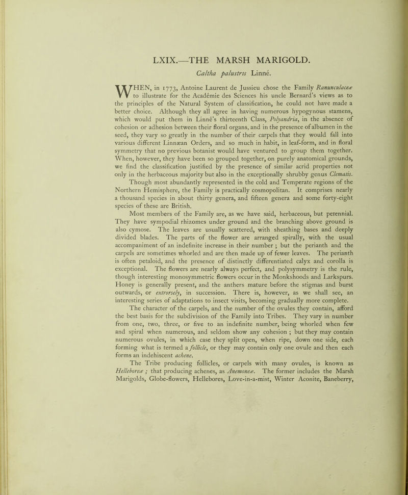 LXIX.—THE MARSH MARIGOLD. Caltha palustris Linne. WHEN, in 1773, Antoine Laurent de Jussieu chose the Family Ranunculacea to illustrate for the Academic des Sciences his uncle Bernard’s views as to the principles of the Natural System of classification, he could not have made a better choice. Although they all agree in having numerous hypogynous stamens, which would put them in Linne’s thirteenth Class, Polyandria^ in the absence of cohesion or adhesion between their floral organs, and in the presence of albumen in the seed, they vary so greatly in the number of their carpels that they would fall into various different Linnasan Orders, and so much in habit, in leaf-form, and in floral symmetry that no previous botanist would have ventured to group them together. When, however, they have been so grouped together, on purely anatomical grounds, we find the classification justified by the presence of similar acrid properties not only in the herbaceous majority but also in the exceptionally shrubby genus Clematis. Though most abundantly represented in the cold and Temperate regions of the Northern Hemisphere, the Family is practically cosmopolitan. It comprises nearly a thousand species in about thirty genera, and fifteen genera and some forty-eight species of these are British. Most members of the Family are, as we have said, herbaceous, but perennial. They have sympodial rhizomes under ground and the branching above ground is also cymose. The leaves are usually scattered, with sheathing bases and deeply divided blades. The parts of the flower are arranged spirally, with the usual accompaniment of an indefinite increase in their number ; but the perianth and the carpels are sometimes whorled and are then made up of fewer leaves. The perianth is often petaloid, and the presence of distinctly differentiated calyx and corolla is exceptional. The flowers are nearly always perfect, and polysymmetry is the rule, though interesting monosymmetric flowers occur in the Monkshoods and Larkspurs. Honey is generally present, and the anthers mature before the stigmas and burst outwards, or extrorsely.^ in succession. There is, however, as we shall see, an interesting series of adaptations to insect visits, becoming gradually more complete. The character of the carpels, and the number of the ovules they contain, afford the best basis for the subdivision of the Family into Tribes. They vary in number from one, two, three, or five to an indefinite number, being whorled when few and spiral when numerous, and seldom show any cohesion ; but they may contain numerous ovules, in which case they split open, when ripe, down one side, each forming what is termed a follicle., or they may contain only one ovule and then each forms an indehiscent achene. The Tribe producing follicles, or carpels with many ovules, is known as Hellebores ; that producing achenes, as Anemones. The former includes the Marsh Marigolds, Globe-flowers, Hellebores, Love-in-a-mist, Winter Aconite, Baneberry,