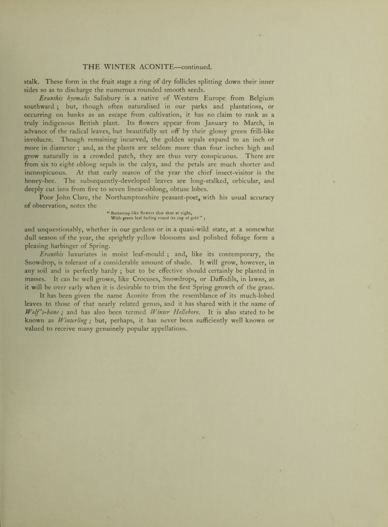 THE WINTER ACONITE—continued. stalk. These form in the fruit stage a ring of dry follicles splitting down their inner sides so as to discharge the numerous rounded smooth seeds. Eranthis hyemalis Salisbury is a native of Western Europe from Belgium southward ; but, though often naturalised in our parks and plantations, or occurring on banks as an escape from cultivation, it has no claim to rank as a truly indigenous British plant. Its flowers appear from January to March, in advance of the radical leaves, but beautifully set off by their glossy green frill-like involucre. Though remaining incurved, the golden sepals expand to an inch or more in diameter ; and, as the plants are seldom more than four inches high and grow naturally in a crowded patch, they are thus very conspicuous. There are from six to eight oblong sepals in the calyx, and the petals are much shorter and inconspicuous. At that early season of the year the chief insect-visitor is the honey-bee. The subsequently-developed leaves are long-stalked, orbicular, and deeply cut into from five to seven linear-oblong, obtuse lobes. Poor John Clare, the Northamptonshire peasant-poet, with his usual accuracy of observation, notes the “ Buttercup-like flowers that shut at night, With green leaf furling round its cup of gold ” ; and unquestionably, whether in our gardens or in a quasi-wild state, at a somewhat dull season of the year, the sprightly yellow blossoms and polished foliage form a pleasing harbinger of Spring. Eranthis luxuriates in moist leaf-mould ; and, like its contemporary, the Snowdrop, is tolerant of a considerable amount of shade. It will grow, however, in any soil and is perfectly hardy ; but to be effective should certainly be planted in masses. It can be well grown, like Crocuses, Snowdrops, or Daffodils, in lawns, as it will be over early when it is desirable to trim the first Spring growth of the grass. It has been given the name Aconite from the resemblance of its much-lobed leaves to those of that nearly related genus, and it has shared with it the name of Wolf's-bane ; and has also been termed Winter Hellebore. It is also stated to be known as Winterling; but, perhaps, it has never been sufficiently well known or valued to receive many genuinely popular appellations.