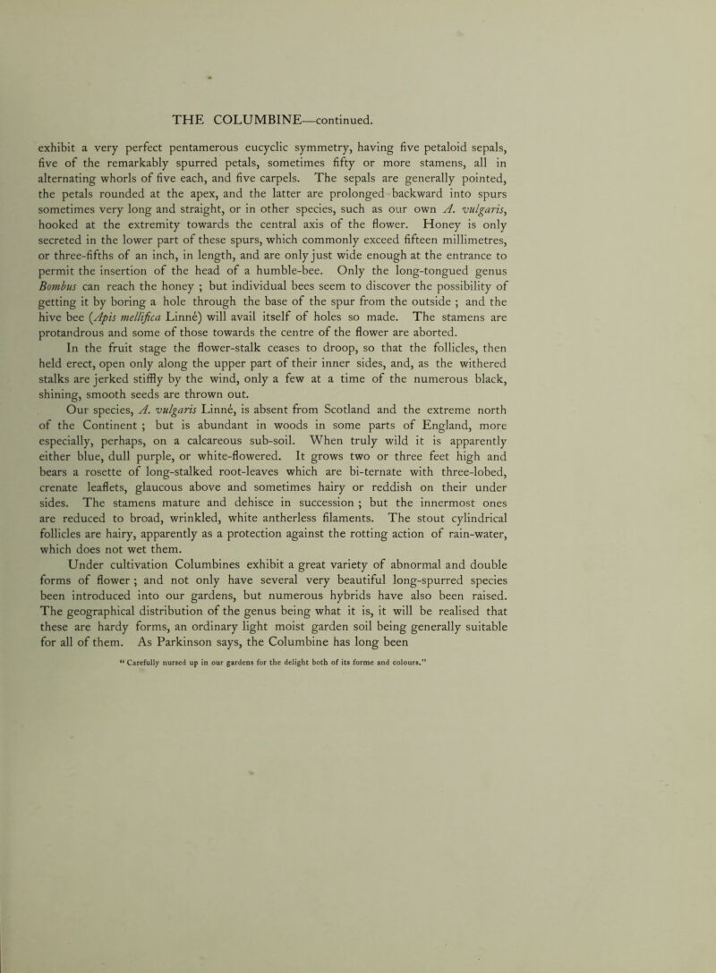 THE COLUMBINE—continued. exhibit a very perfect pentamerous eucyclic symmetry, having five petaloid sepals, five of the remarkably spurred petals, sometimes fifty or more stamens, all in alternating whorls of five each, and five carpels. The sepals are generally pointed, the petals rounded at the apex, and the latter are prolonged backward into spurs sometimes very long and straight, or in other species, such as our own A. vulgaris^ hooked at the extremity towards the central axis of the flower. Honey is only secreted in the lower part of these spurs, which commonly exceed fifteen millimetres, or three-fifths of an inch, in length, and are only just wide enough at the entrance to permit the insertion of the head of a humble-bee. Only the long-tongued genus Bombus can reach the honey ; but individual bees seem to discover the possibility of getting it by boring a hole through the base of the spur from the outside ; and the hive bee {^Apis mellifica Linne) will avail itself of holes so made. The stamens are protandrous and some of those towards the centre of the flower are aborted. In the fruit stage the flower-stalk ceases to droop, so that the follicles, then held erect, open only along the upper part of their inner sides, and, as the withered stalks are jerked stiffly by the wind, only a few at a time of the numerous black, shining, smooth seeds are thrown out. Our species, A. vulgaris Linne, is absent from Scotland and the extreme north of the Continent ; but is abundant in woods in some parts of England, more especially, perhaps, on a calcareous sub-soil. When truly wild it is apparently either blue, dull purple, or white-flowered. It grows two or three feet high and bears a rosette of long-stalked root-leaves which are bi-ternate with three-lobed, crenate leaflets, glaucous above and sometimes hairy or reddish on their under sides. The stamens mature and dehisce in succession ; but the innermost ones are reduced to broad, wrinkled, white antherless filaments. The stout cylindrical follicles are hairy, apparently as a protection against the rotting action of rain-water, which does not wet them. Under cultivation Columbines exhibit a great variety of abnormal and double forms of flower ; and not only have several very beautiful long-spurred species been introduced into our gardens, but numerous hybrids have also been raised. The geographical distribution of the genus being what it is, it will be realised that these are hardy forms, an ordinary light moist garden soil being generally suitable for all of them. As Parkinson says, the Columbine has long been “ Carefully nursed up in our gardens for the delight both of its forme and colours.”