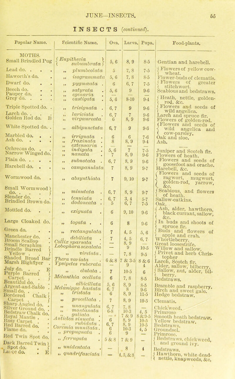 INSECTS (continued). Popular Name. MOTHS. Small Brindled Pug Lead do. . . Haworth’s do. Dwarf do. Beech do. Pauper do. Grey do. . Triple Spotted do. . Larch do. . Golden Rod do. B White Spotted do. . Marbled do. Ash do. . . . Ochreous do. . Narrow Winged do. Plain do. . . . Harebell do. . Wormwood do. Small Wormwood! do. . . . \ Slender do. Brindled Brown do. Mottled do. Large Cloaked do. Green do. Manchester do. Broom Scallop Small Seraphim Brindle Rawed ) Yellow . . f Shaded Broad Bar Marsh Highflyer . July do. . Purple Barred Carpet . Beautiful do. . Argent-and-Sable . Small do. . Bordered Chalk i Carpet . . j Sharp Angled do. . Silver Ground do. . Bcdstraw Chalk do. Royal Mantle . Rosy Carpet . Red Barred do. Flame do. Red Twin Spot do. Dark Barred Twin) . Spot do. . f Laigedo. . K Scientific Name. Ova. f Eupithecia ) i subumbrata j 5, 6 „ plumbcolcda 5 „ isogrammatc 5, 6 „ pygmeeata . 6 „ satyrata „ egenarici „ castigata 5, 6 5, G „ trisignata . G, 7 ,1 luriciata „ virgaureata G, 7 G „ albipunctata 6,7 „ irriguata „ frcucinata . „ extensaria . ,, indigata „ nanata 6 8 5, G 7 „ subnotata . 6,7 „ campanulata 7 „ absynthiata 7 „ minutata C, 7 „ tenuiata „ dodoneata . 6, 7 5 „ exiguata G „ to gat a . 6 „ rectangidata 7 ,, debiiiata Collix xparsata Lobophora sexalata 7 „ virelata. — Thera variata Ypsipctes ruberata G&8 „ elutata . 7 Melanthia occllata 6 „ albicillata Melanippe hastala „ trio tat a 5, 6 G, 7 G „ procellata . 7 Larva. Pupa. 8, 9 8-5 7,8 7-5 7, 8 8-5 6, 7 7-5 9 9-6 8-10 9-1 9 9-6 7 9-6 8, 9 9-6 9 9-8 6 7-6 8, 9 9-4 Pood-plants. Gentian and harebell. j Flowers of yellow cow- 1 wheat. Flower-buds of clematis. JFlowers of greater ( stitchwort. Scabious and bedstraws. J Heath, nettle, golden- t rod, &c. j Flowers and seeds of I wild angelica. Larch and spruce fir. Flowers of golden-rod. (Flowers and seeds of -s wild angelica and ( cow-parsley. Oak and sloe. Ash. 7 7-5 8, 9 9-6 8, 9 9-6 8, 9 9-7 9, 10 9-7 8, 9 9-7 3, 4 5-7 6, 7 7-5 9, 10 9-6 8 9-6 4, 5 5, 6 4, 5 6, 7 8. 9 _ 9 10-5 7,8 9-5 7 & 3-5 8 & 6 9 4 10-5 6 7, 8 8-5 8, 9 8-5 8 9-6 8, 9 11-5 8, 9 10-5 Juniper and Scotch fir. Flowers of heath, j Flowers and seeds of 1 goosefoot and orache. Harebell, &c. CFlowers and seeds of J ragwort, mugwort, / golden-rod, yarrow, k See. f Scabious, and flowers ( of heath. Sallow-catkins. Oak. .(Ash, alder, hawthorn, j black currant, sallow, ( &c. f In buds and shoots of 1 spruce fir. J Buds and flowers of < apple and crab. Whortleberry. Great loosestrife. Willow and sallow. J Privet and herb Chris- 1 topher Larch, Scotch fir. Alder, sallow, bilberry, j Sallow, nut, alder, bil- I berry. Bedstraws. Bramble and raspberry. Birch and sweet gale.' Hedge bcdstraw. Clematis. „ unangulata ,, monlanata ,, galiata Anticlca sinuata . ,, rabid,ata . Coremia munitaia. » propugnata . » fcrrugala ,, unidcntala >. Quadrifaaciatn G, 7 6-8 —. 0 6 G, 7 G 6 5 & 8 7, 8 10-3 7 &9 8, 9 8, 9 10-3 9 7 & 9 8 4,5, & 8; 4, 5 8&9-5 10-5 10-5 4,5 Chiok'weed. Primrose Smooth heath bcdstraw. Yellow bcdstraw. Bedstraws. Groundsel. Primrose. f Bedstraws, chickweed, t and ground ivy. 4 Bedstraws. - -! IIawthqrn, white dead- ! ( nettle, knapweeds, &e,