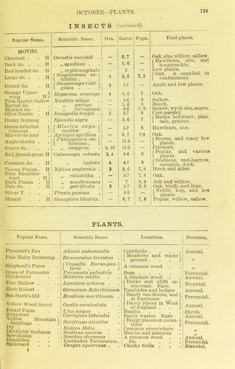 OCTOBER—PLANTS. INSECTS {continued). Popular Name. Scientific Name. Ova. Larva. P upa. MOTHS. Chestnut . . H Cerastis vaccinii . 6, 7 — Dark do. . . H „ spadicea . 5, 6 — Red-headed do. H ,, erythrocephala ( Scopclosoma sa- \ X tellitia . . i — 5 — Large do. . . H 3 5, 6 7,8 Dotted do. . H ( Dcisyccimpa rubi- \ \ yinea . . i * 5-7 — Orange Upper- 1 wing . .Hi Hoporina croceago 4 5, 6 7 Pink Barred Sallow Xanlhia silago — 4-6 8 Barred do. „ auvayo — 5, 6 s Mottled do. „ ferruginea Dasypolia templi . — 4-(i 7, 8 Olive Rustic . H 3 4-7 8 Dusky Nutmeg Epuncla nigra — 5, 6 7 Green-brindled i (Miselia oxya-l 5-7 8 Crescent . ) X canthce . j Marvel-de-jour Agriopis aprilina . — G, 7 7-9 Angle-shades . ( Phlogopliora me-) X ticulosa. i — 11-4 — Scarce do.. „ empyrea 9, 10 11-5 — Red Sword-grass H Calocampa vetusta 3, 4 4-6 8 Common do. . H „ exoleta 4 4-7 8 Tawny Pinion. H Xylina conformis . 3 5, G 7, 8 Grey Shoulder- > knot . .Hi „ rhizolitha . — 5-7 7,8 Dark Pinion . H ,, semibrunnea — 7 8, 9 Pale do. . . H „ petrificata . 5 5-7 8, 9 Silver Y . Plusia gamma — 4-9 — Herald . . H Gonoptera libatrix. — 6, 7 7,8 Food-plants. Oak, elm, willow, sallow. (Hawthorn, sloe, and X honeysuckle. Low plants. j Oak. A cannibal in t confinement. Apple and low plants. Oak. Sallow. Beech. Sallow, wych elm, aspen. Cow-parsley. fHedge bed straw, plan- X tain, grasses. Hawthorn, sloe. Oak. (Broom, and many low X plants. Pilewort. (Poplar, and various X plants. (Scabious, rest-harrow, X campion, dock. Birch and alder. Oak. ' Ash and willow. Oak, birch, and lime. (Nettle, hop, and low X plants. Poplar, willow, sallow. PLANTS. Popular Name. Pheasant’s Eye Pale Hairy Buttercup . Shepherd’s Purse . Grass of Parnassus Chickweed Tree Mallow . Herb Robert . Sea Stork’s-bill Yellow Wood Sorrel . Dwarf Furze . Strapwort Yellow Mountain i Saxifrage . . ) Ivy pcvil’s-bit Scabious Sow-thistle Dandelion Spikenard . , 1 Scientific Name. Adonis autumnedis Ranunculus hirsuhis . j Capsclla Bursa-pas- ( ( toris . . . ) Parnassia palustris Stellaria media Lavatera arborea . Geranium Robertianum Erodium maritimum . Oxalis corniculata L lex nanus Corrigiola littoralis Saxifraga aizoidcs Hcdcra Helix . Scabiosa succisa Sonchus oleraceus . LeoiUodon Taraxacum. Conyza squarrosa . Localities. Duration. Cornfields .... Annual. f Meadows and waste ) ( ground . . . ( >1 A common weed Bogs M Perennial. A common weed Annual. J Rocks and cliffs on ) ( sea-coast. Rare. j Biennial. Roadsides and hedges . Annual. ( Sandy sea-shores, and ) ( at Dartmoor . 1 Perennial. J Damp places in West) 1 of England . . 1 Annual. Heaths .... Shrub. Sandy wastes. Rare Annual. j Bog'py places on inoun-1 1 tains . . . ) Perennial. Common everywhere . Heal he and pastures A common weed Annual. Do. . Perennial. Chalky fields . . . Biennial,