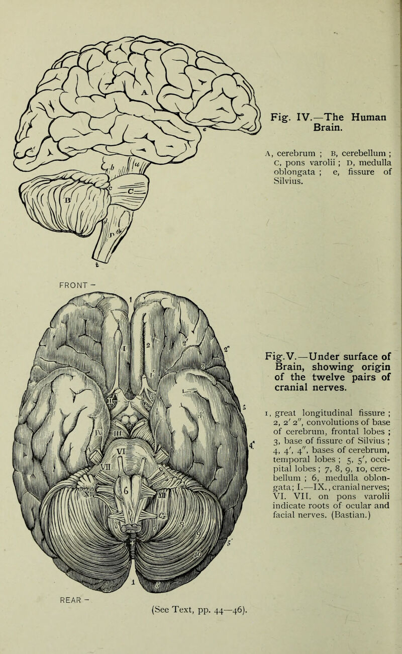 Fig. IV.—The Human Brain. FRONT- Fig. V.—Under surface of Brain, showing origin of the twelve pairs of cranial nerves. i, great longitudinal fissure ; 2, 2' 2, convolutions of base of cerebrum, frontal lobes ; 3, base of fissure of Silvius ; 4, 4', 4, bases of cerebrum, temporal lobes ; 5, 5', occi- pital lobes ; 7, 8, 9, 10, cere- bellum ; 6, medulla oblon- gata; I.—IX. .cranial nerves; VI. VII. on pons varolii indicate roots of ocular and facial nerves. (Bastian.) REAR - (See Text, pp. 44—46).