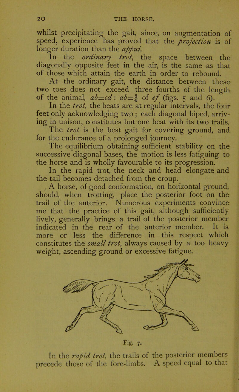 whilst precipitating the gait, since, on augmentation of speed, expérience has proved that the projection is of longer duration than the appui. In the ordinary trot, the space between the diagonally opposite feet in the air, is the same as that of those which attain the earth in order to rebound. At the ordinary gait, the distance between these two toes does not exceed three fourths of the length of the animal, ab=cd : ab=\ of ef (figs. 5 and 6). In the trot, the beats are at regular intervals, the four feet only acknowledging two ; each diagonal biped, arriv- ing in unison, constitutes but one beat with its two trails. The trot is the best gait for covering ground, and for the endurance of a prolonged journey. The equilibrium obtaining sufficient stability on the successive diagonal bases, the motion is less fatiguing to the horse and is wholly favourable to its progression. In the rapid trot, the neck and head elongate and the tail becomes detached from the croup. A horse, of good conformation, on horizontal ground, should, when trotting, place the posterior foot on the trail of the anterior. Numerous experiments convince me that the practice of this gait, although sufficiently lively, generally brings a trail of the posterior member indicated in the rear of the anterior member. It is more or less the différence in this respect which constitutes the small trot, always caused by a too heavy weight, ascending ground or excessive fatigue. I11 the rapid trot, the trails of the posterior members précédé those of the fore-limbs. A speed equal to that