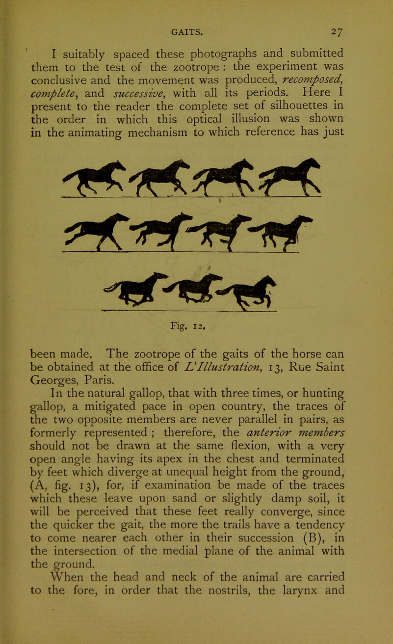 I suitably spaced these photographs and submitted them to the test of the zootrope : the experiment was conclusive and the movement was produced, recompose!, complété, and successive, with ail its periods. Here I présent to the reader the complété set of silhouettes in the order in which this optical illusion was shown in the animating mechanism to which reference has just « » Fig. 12. been made. The zootrope of the gaits of the horse can be obtained at the office of L'Illustration, 13, Rue Saint Georges, Paris. In the natural gallop, that with three times, or hunting gallop, a mitigated pace in open country, the traces of the two opposite members are never parallel in pairs, as formerly represented ; therefore, the anterior members should not be drawn at the same flexion, with a very open angle having its apex in the chest and terminated by feet which diverge at unequal height from the ground, (A, fig. 13), for, if examination be made of the traces which these leave upon sand or slightly damp soil, it will be perceived that these feet really converge, since the quicker the gait, the more the trails hâve a tendency to corne nearer each other in their succession (B), in the intersection of the médial plane of the animal with the ground. When the head and neck of the animal are carried to the fore, in order that the nostrils, the larynx and