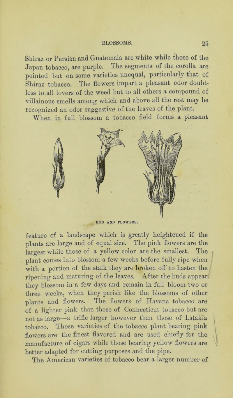 Shiraz or Persian and Guatemala are white while those of the Japan tobacco, are purple. The segments of the corolla are pointed but on some varieties unequal, particularly that of Shiraz tobacco. The flowers impart a pleasant odor doubt- less to all lovers of the weed but to all others a compound of villainous smells among which and above all the rest may be recognized an odor suggestive of the leaves of the plant. When in full blossom a tobacco field forms a pleasant BUD AND FLOWERS. feature of a landscape which is greatly heightened if the plants are large and of equal size. The pink flowers are the largest while those of a yellow color are the smallest. The j plant comes into blossom a few weeks before fully ripe when with a portion of the stalk they are broken off to hasten the ripening and maturing of the leaves. After the buds appear they blossom in a few days and remain in full bloom two or three weeks, when they perish like the blossoms of other plants and flowers. The flowers of Havana tobacco are of a lighter pink than those of Connecticut tobacco but are not as large—a trifle larger however than those of Latakia tobacco. Those varieties of the tobacco plant bearing pink flowers are the finest flavored and are used chiefly for the manufacture of cigars while those bearing yellow flowers are better adapted for cutting purposes and the pipe. The American varieties of tobacco bear a larger number of
