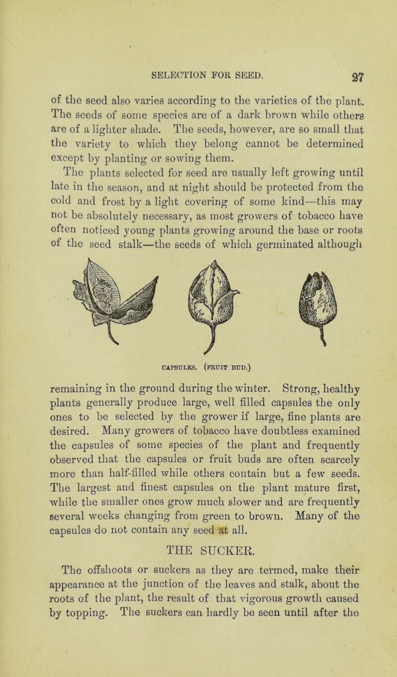 SELECTION FOR SEED. 37 of the seed also varies according to the varieties of the plant. The seeds of some species are of a dark brown while others are of a lighter shade. The seeds, however, are so small that tlie variety to which they belong cannot be determined except by planting or sowing them. The plants selected for seed are usually left growing until late ill the season, and at night should be protected from the cold and frost by a light covering of some kind—this may not be absolutely necessary, as most growers of tobacco have often noticed young plants growing around the base or roots of the seed stalk—the seeds of which germinated although CAPSULES, (fruit BUD.) remaining in the ground during the winter. Strong, healthy plants generally produce large, well filled capsules the only ones to be selected by the grower if large, fine plants are desired. Many growers of tobacco have doubtless examined the capsules of some species of the plant and frequently observed that the capsules or fruit buds are often scarcely more than half-filled while others contain but a few seeds. The largest and finest capsules on the plant mature first, while the smaller ones grow much slower and are frequently several weeks changing from green to brown. Many of the capsules do not contain any seed at all. THE SUCKER. The offshoots or suckers as they are termed, make their appearance at the junction of the leaves and stalk, about the roots of the plant, the result of that vigorous growth caused by topping. The suckers can hardly be seen until after the