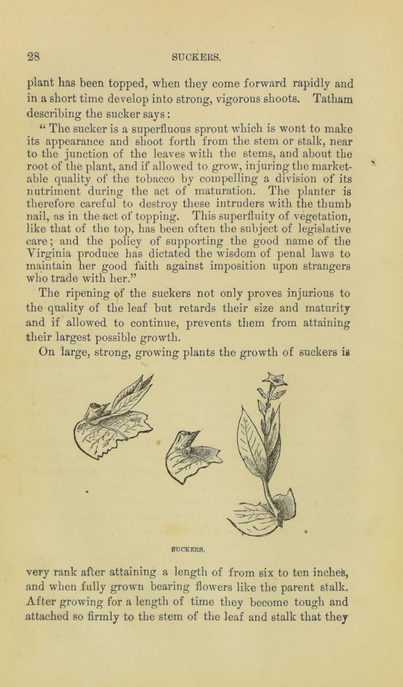 plant lias been topped, when they come forward rapidly and in a short time develop into strong, vigorous shoots. Tatham describing the sucker says: “ The sucker is a superfluous sprout which is wont to make its appearance and shoot forth from the stem or stalk, near to the junction of the leaves with the stems, and about the root of the plant, and if allowed to grow, injuring the market- able quality of the tobacco by compelling a division of its nutriment during the act of maturation. Tlie planter is therefore careful to destroy these intruders with the thumb nail, as in the act of tojiping. This superfluity of vegetation, like that of the top, has been often the subject of legislative care; and the policy of supporting the good name of the Virginia produce has dictated the wisdom of penal laws to maintain her good faith against imposition upon strangers who trade with her.” The ripening of the suckers not only proves injurious to the quality of the leaf but retards their size and maturity and if allowed to continue, prevents them from attaining their largest possible growth. On large, strong, growing plants the growth of suckers is SUCKERS. very rank after attaining a length of from six to ten inches, and when fully grown bearing flowers like the parent stalk. After growing for a length of time they become tough and attached so flrrnly to the stem of the leaf and stalk that they