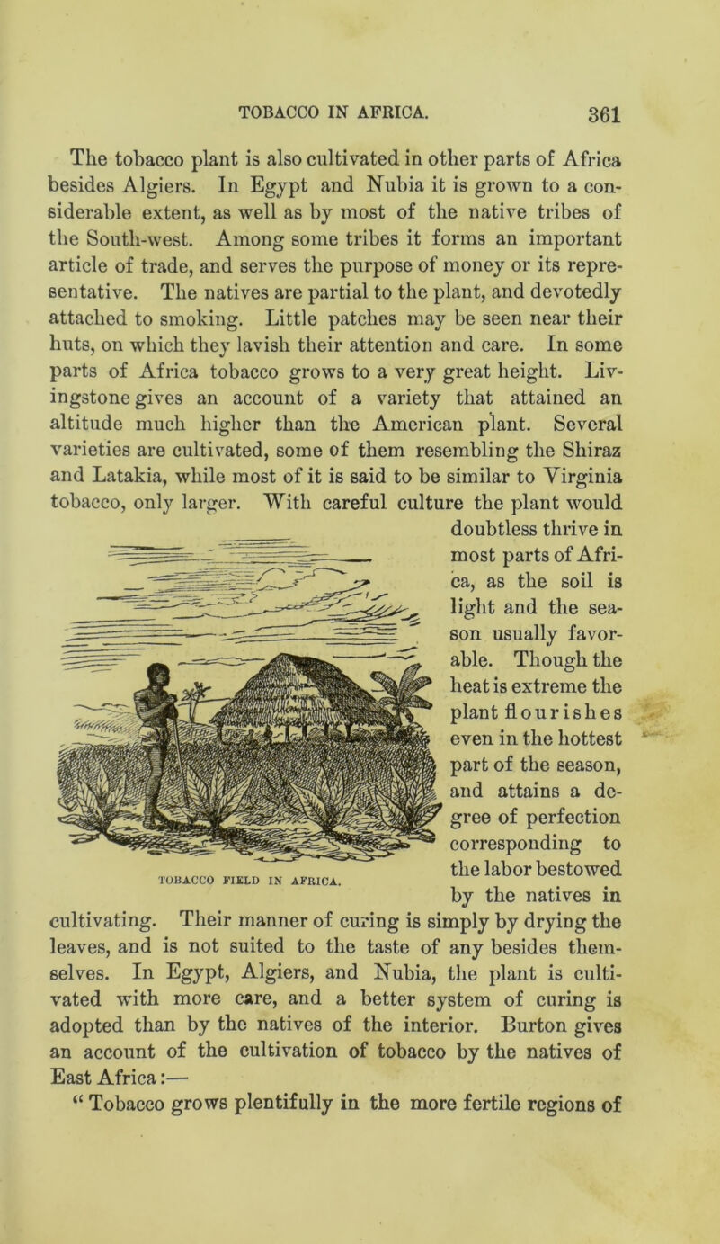 The tobacco plant is also cultivated in other parts of Africa besides Algiers. In Egypt and Nubia it is grown to a con- siderable extent, as well as by most of the native tribes of the South-west. Among some tribes it forms an important article of trade, and serves the purpose of money or its repre- sentative. The natives are partial to the plant, and devotedly attached to smoking. Little patches may be seen near their huts, on which they lavish their attention and care. In some parts of Africa tobacco grows to a very great height. Liv- ingstone gives an account of a variety that attained an altitude much higher than the American plant. Several varieties are cultivated, some of them resembling the Shiraz and Latakia, while most of it is said to be similar to Virginia tobacco, only larger. With careful culture the plant would doubtless thrive in most parts of Afri- ca, as the soil is light and the sea- son usually favor- able. Though the heat is extreme the plant flourishes even in the hottest part of the season, and attains a de- gree of perfection corresponding to the labor bestowed by the natives in cultivating. Their manner of curing is simply by drying the leaves, and is not suited to the taste of any besides them- selves. In Egypt, Algiers, and Nubia, the plant is culti- vated with more care, and a better system of curing is adopted than by the natives of the interior. Burton gives an account of the cultivation of tobacco by the natives of East Africa:— “ Tobacco grows plentifully in the more fertile regions of TOBACCO FIELD IN AFRICA.